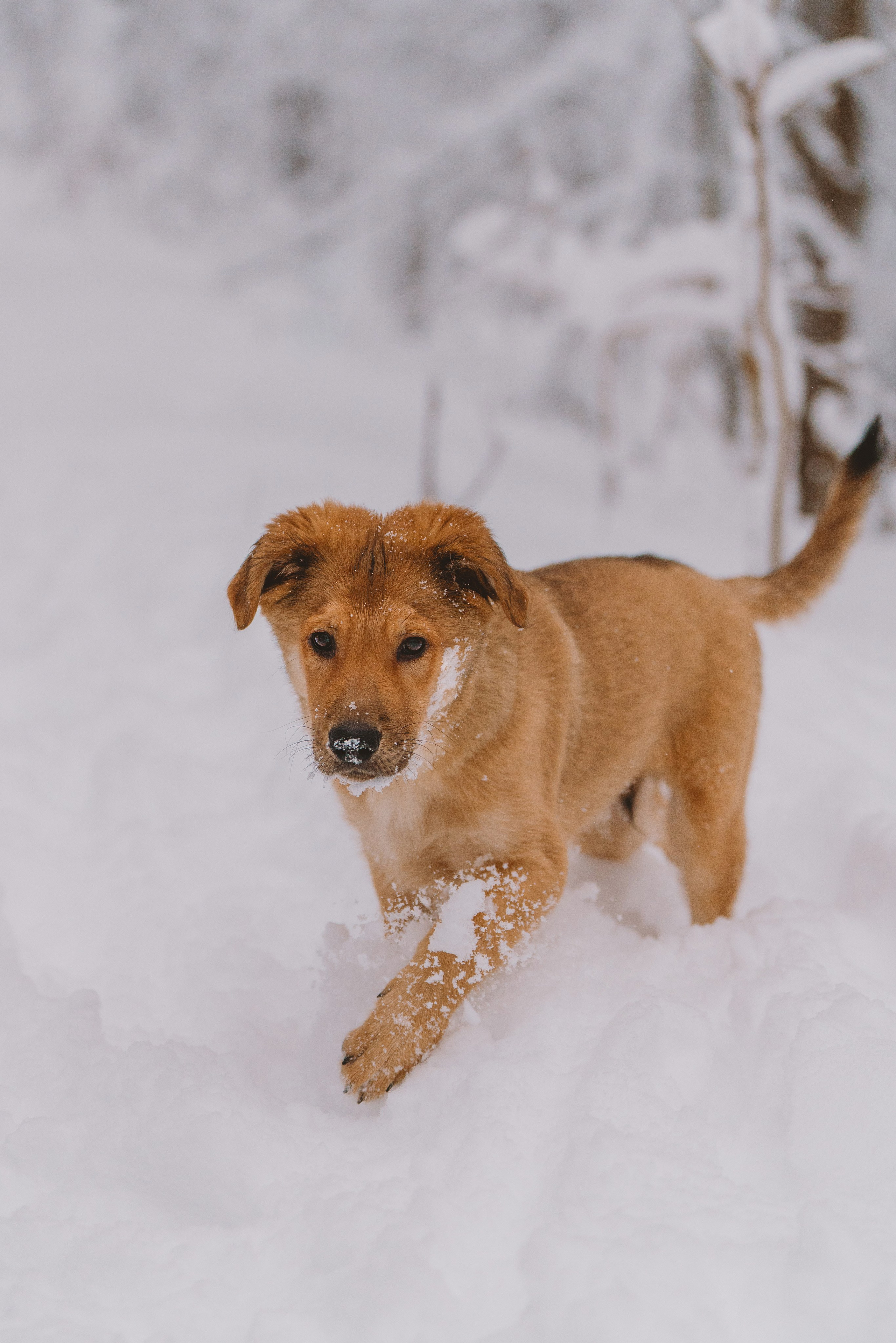 Фотосессия с питомцами на природе. Фотограф анималист в Спб недорого Олеся Майорова