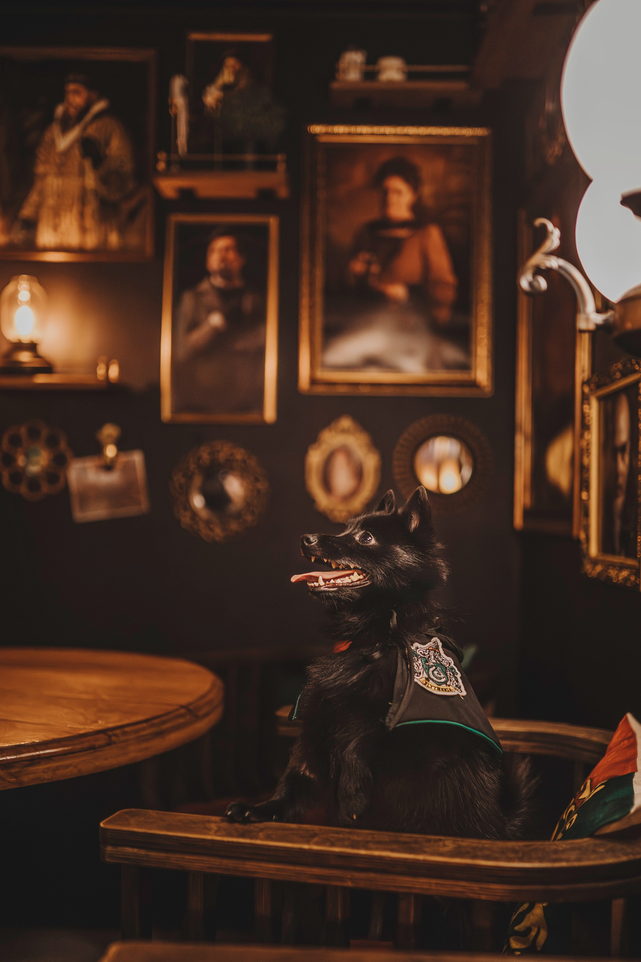 Аня, Андуин и Тесс. Фотограф анималист в Спб недорого Олеся Майорова