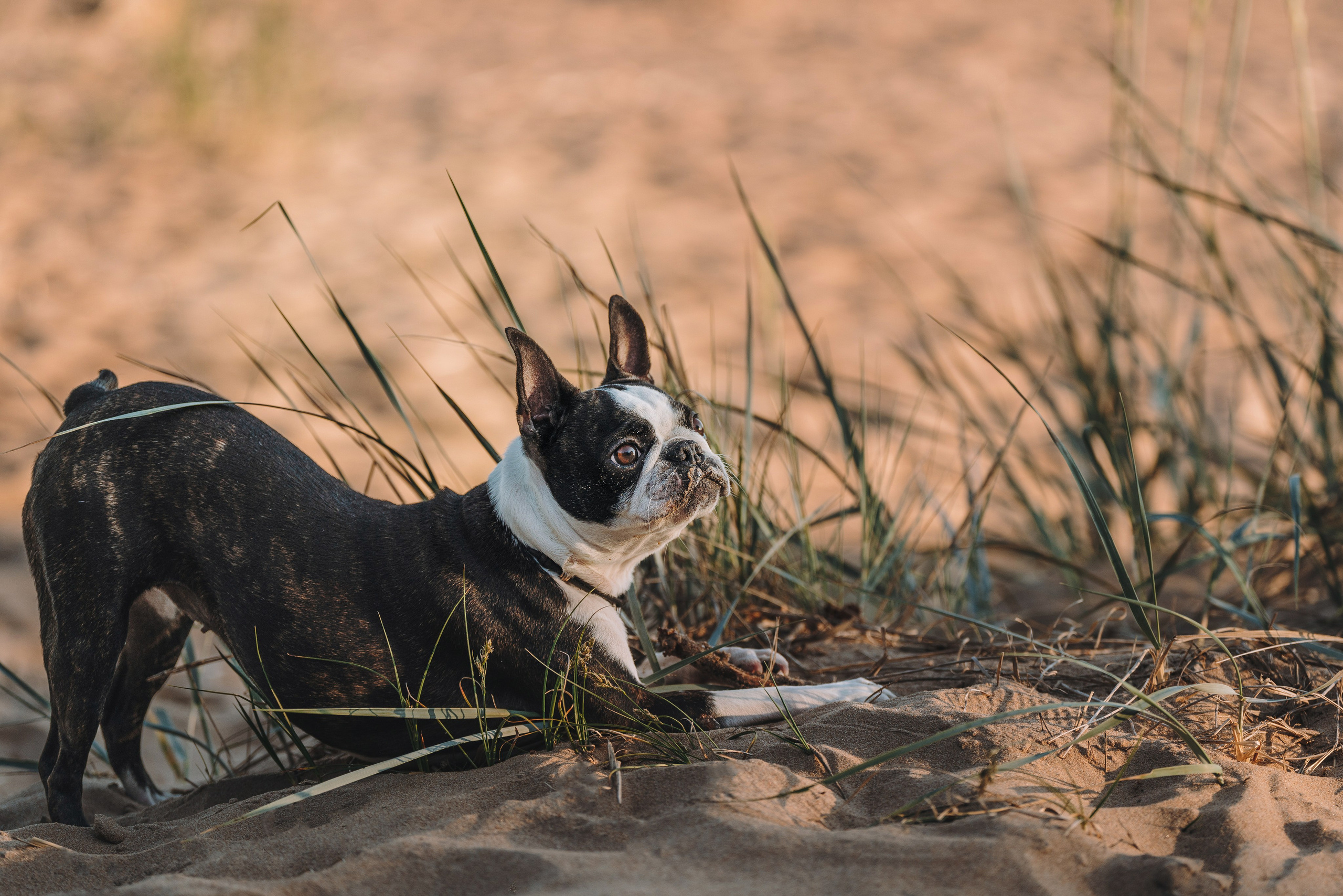 Анаита и Дора. Фотограф анималист в Спб недорого Олеся Майорова