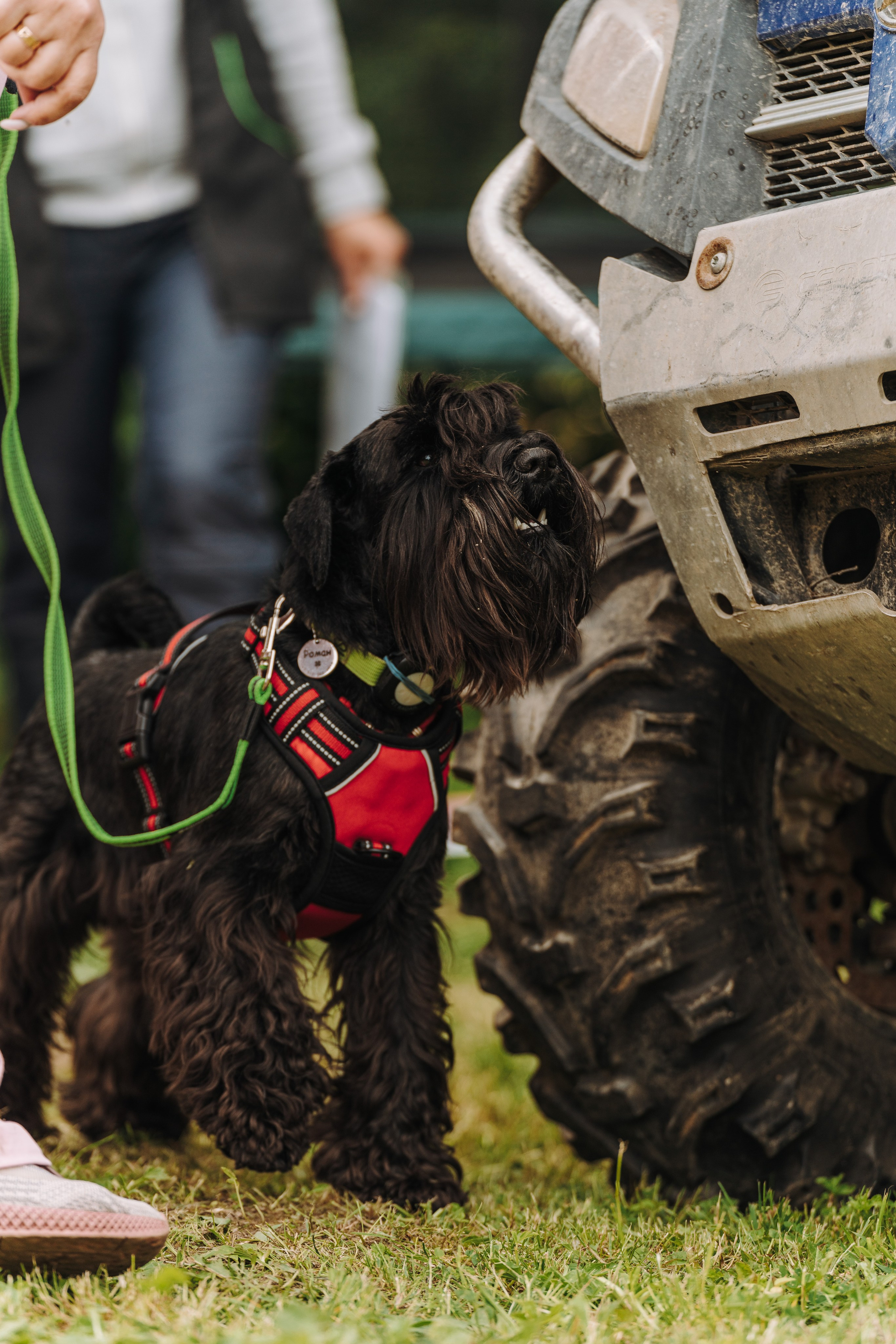 Соревнования по ноузворку. Фотограф анималист в Спб недорого Олеся Майорова