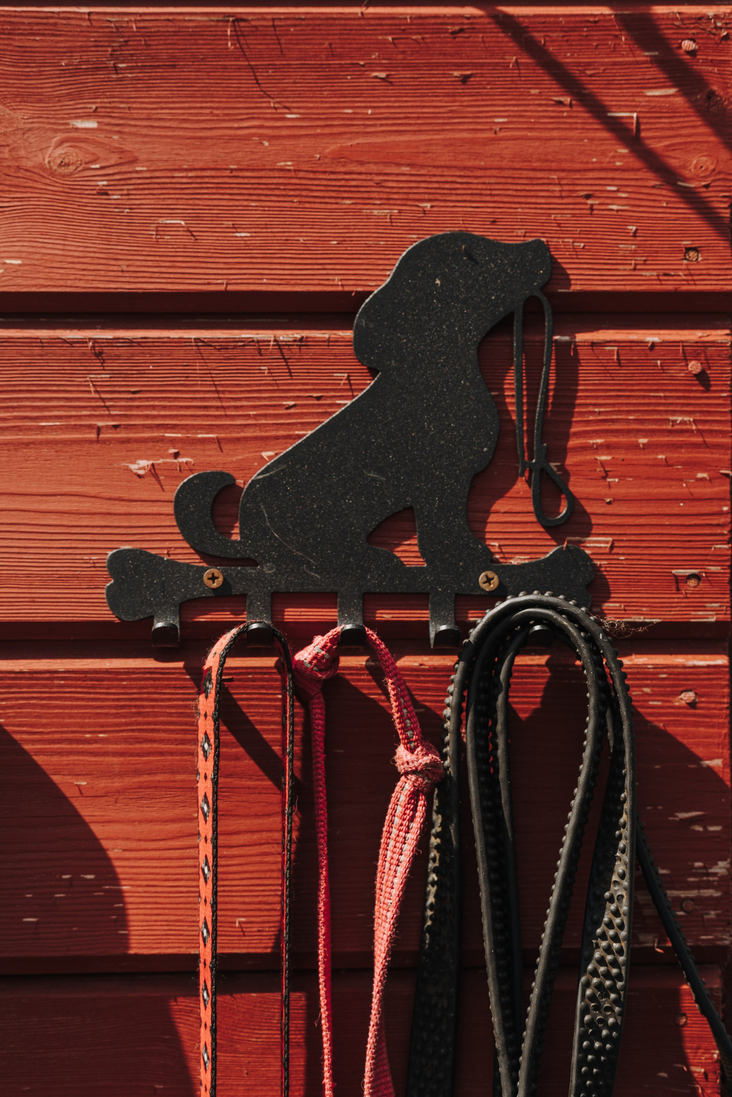 Соревнования по ноузворку. Фотограф анималист в Спб недорого Олеся Майорова