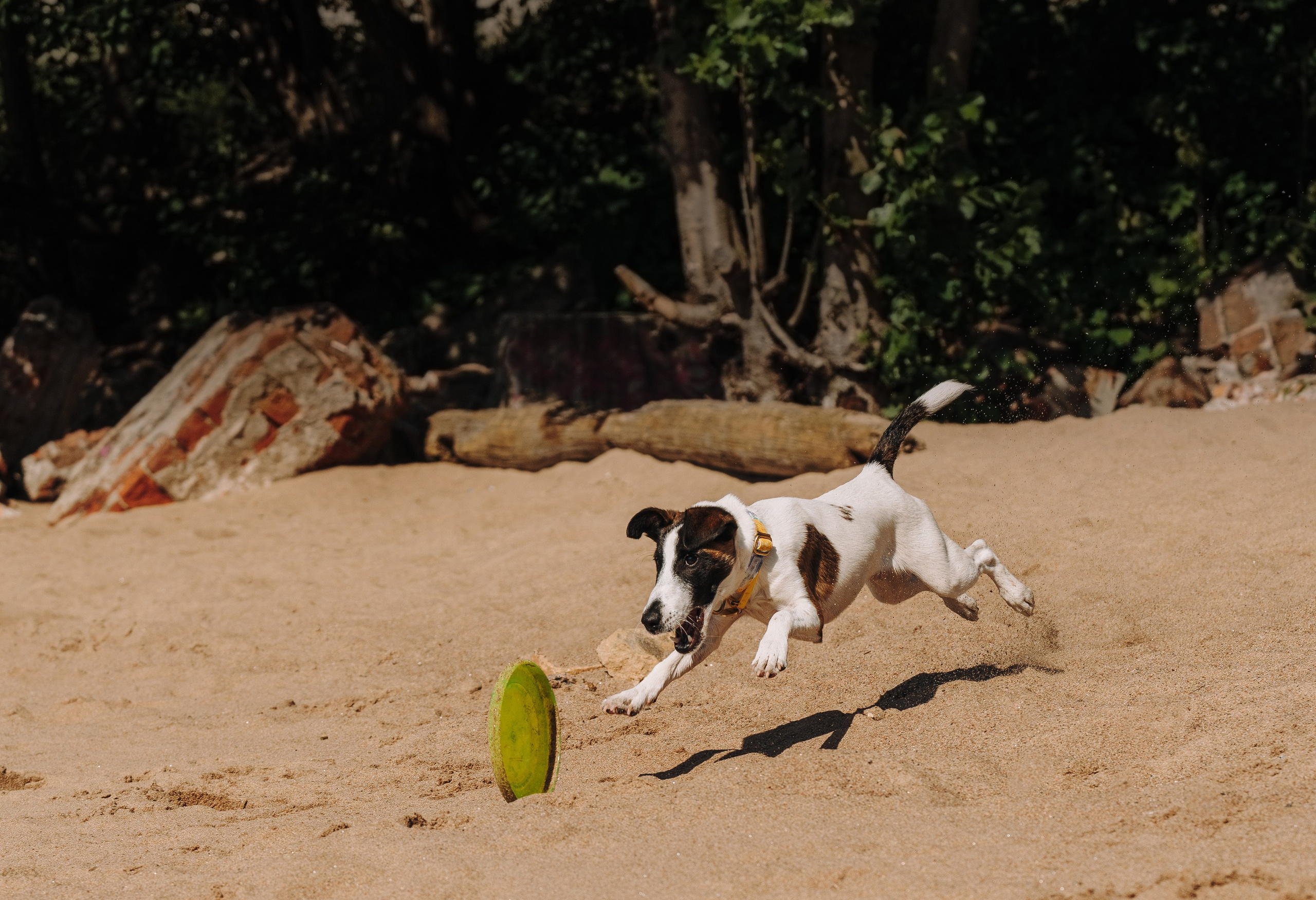 Ксения и Перри. Фотограф анималист в Спб недорого Олеся Майорова