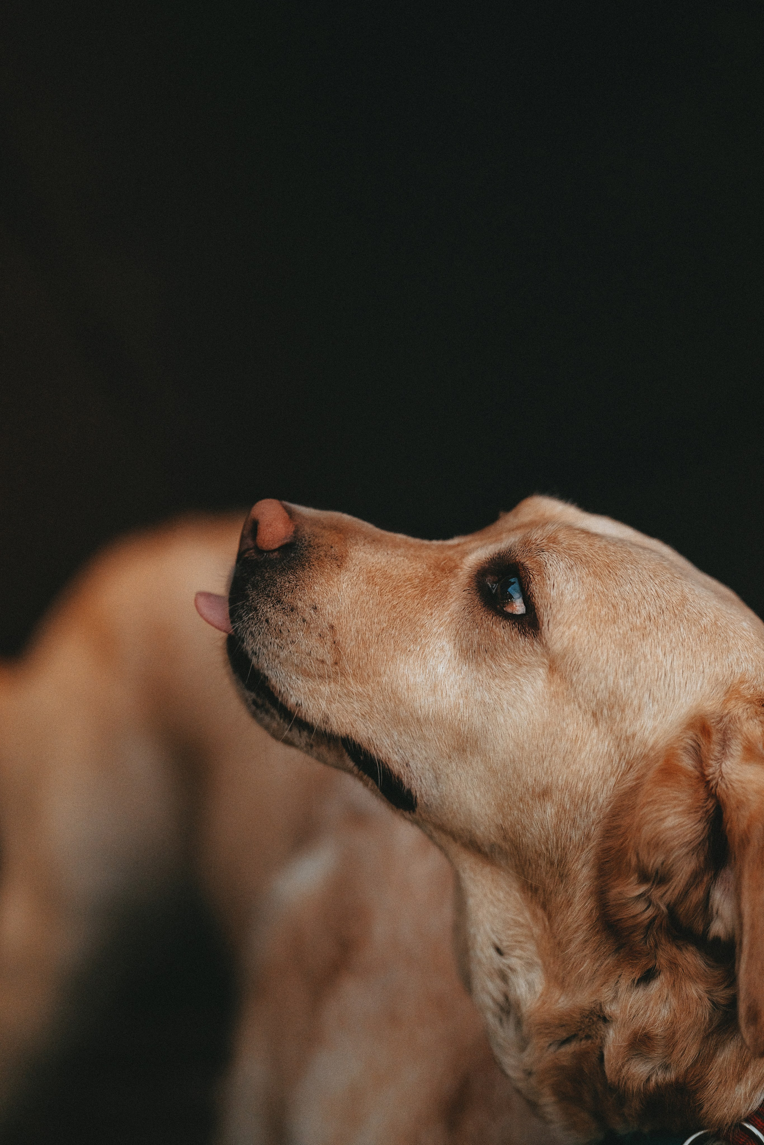Фотосъёмка с вашими питомцами. Фотограф анималист в Спб недорого Олеся Майорова
