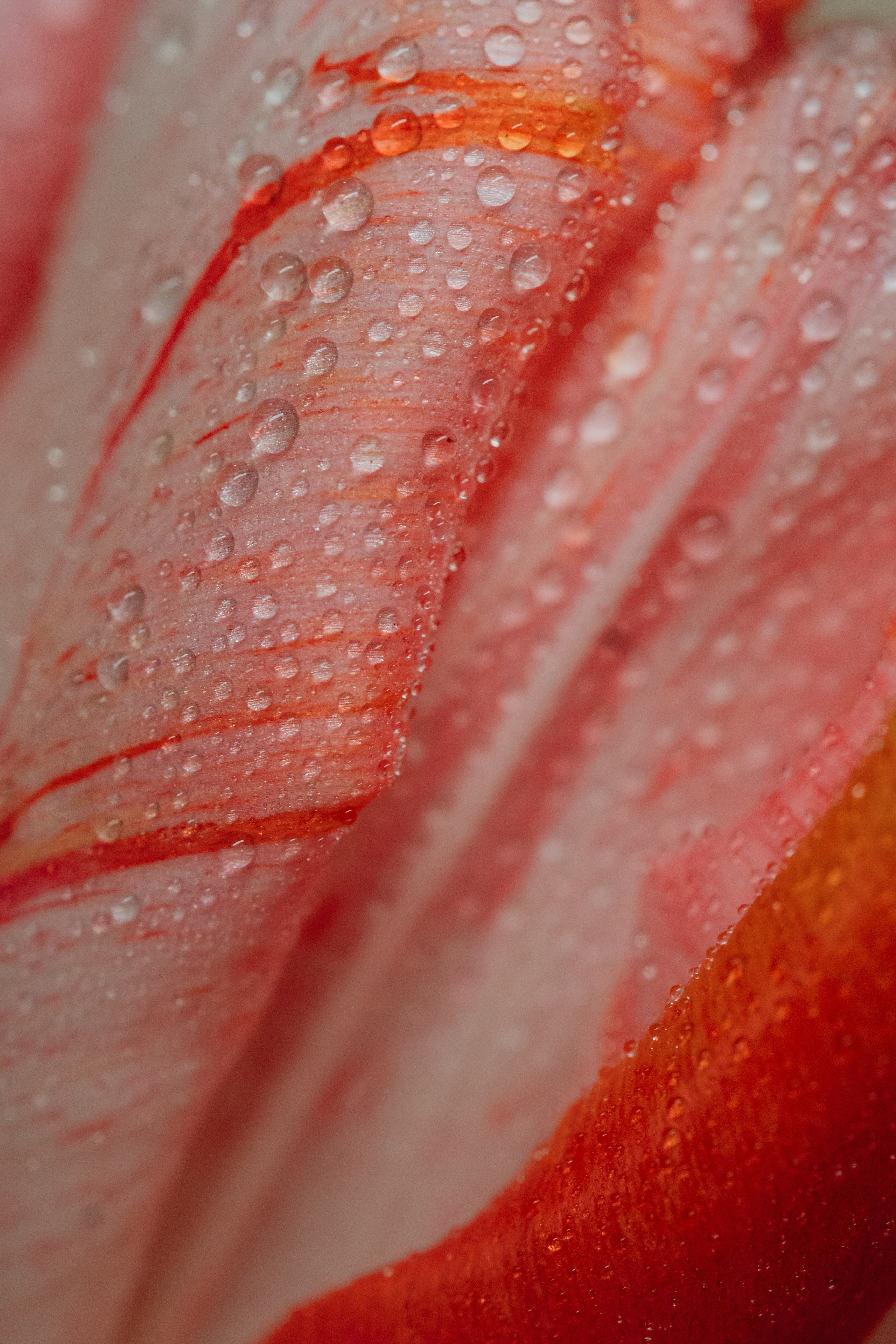 лепесток тюльпана макро розово-белый