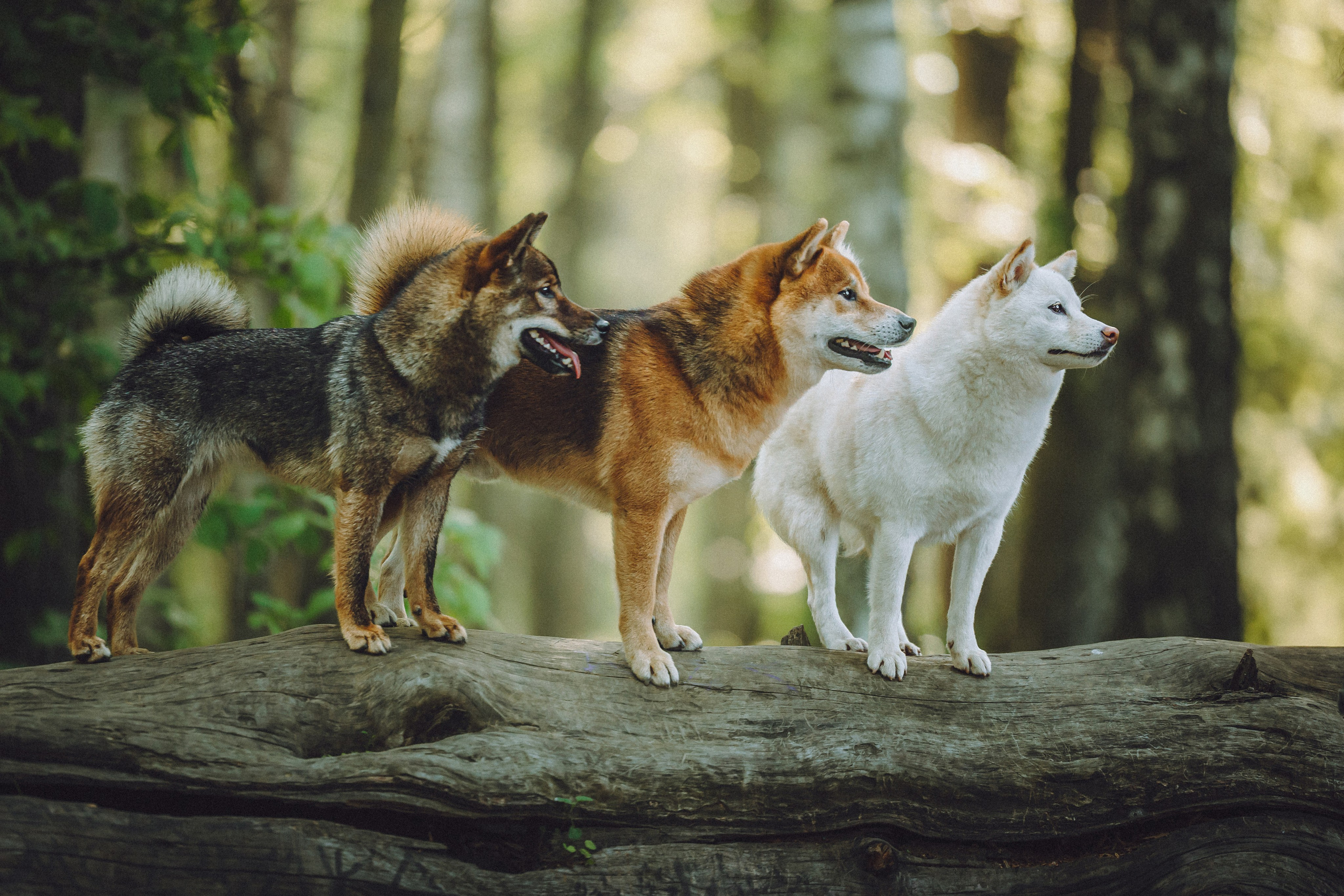 Шед, Цири, Чиби, Цера и их семья