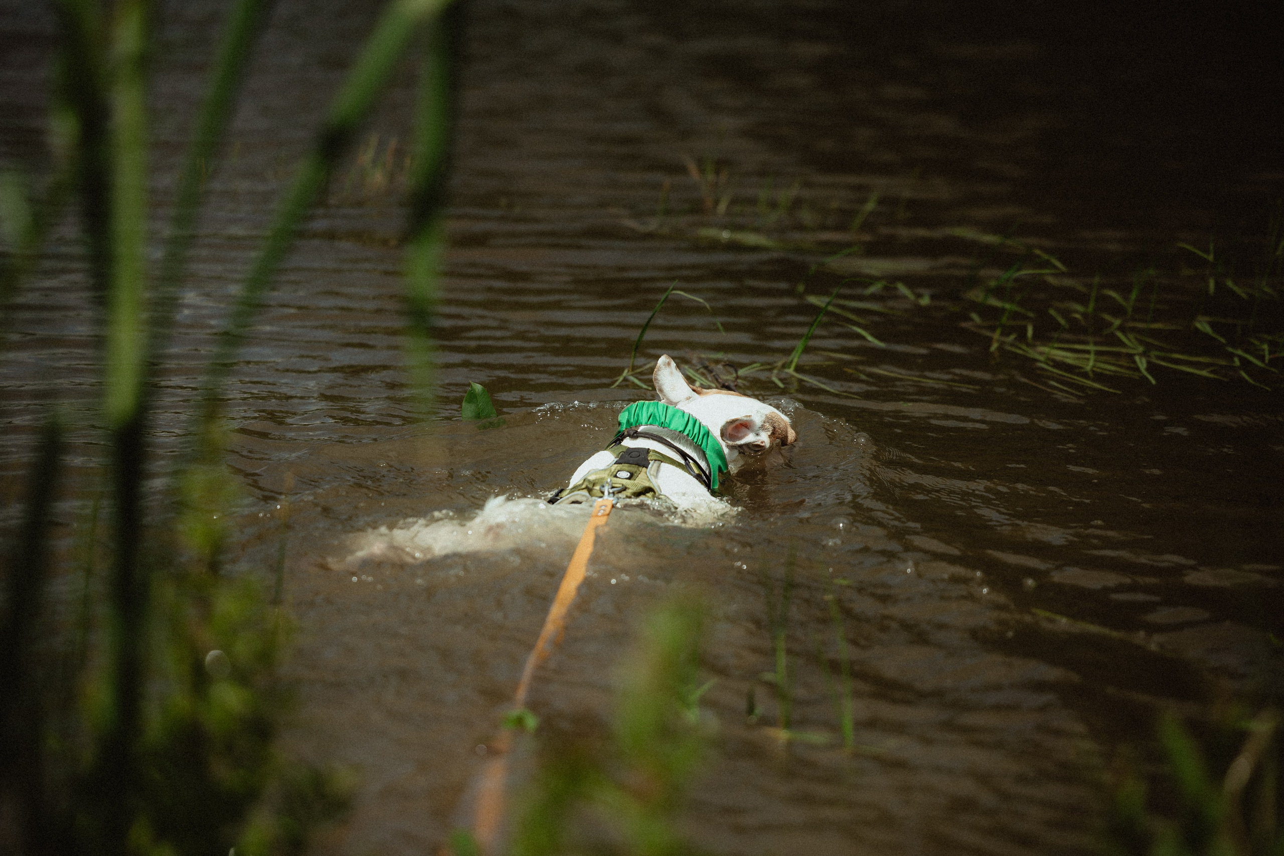 Выездной дог-тренинг от школы «Шерсть имею»