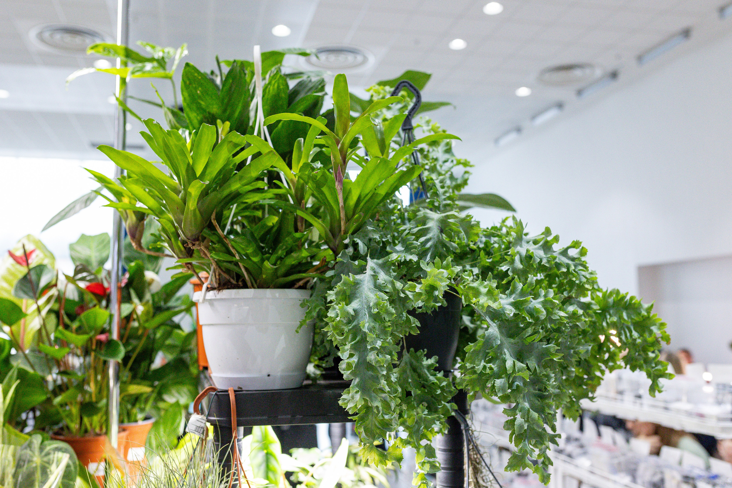 Монстериум апрель 2025. Александра Куликова фотограф, Москва