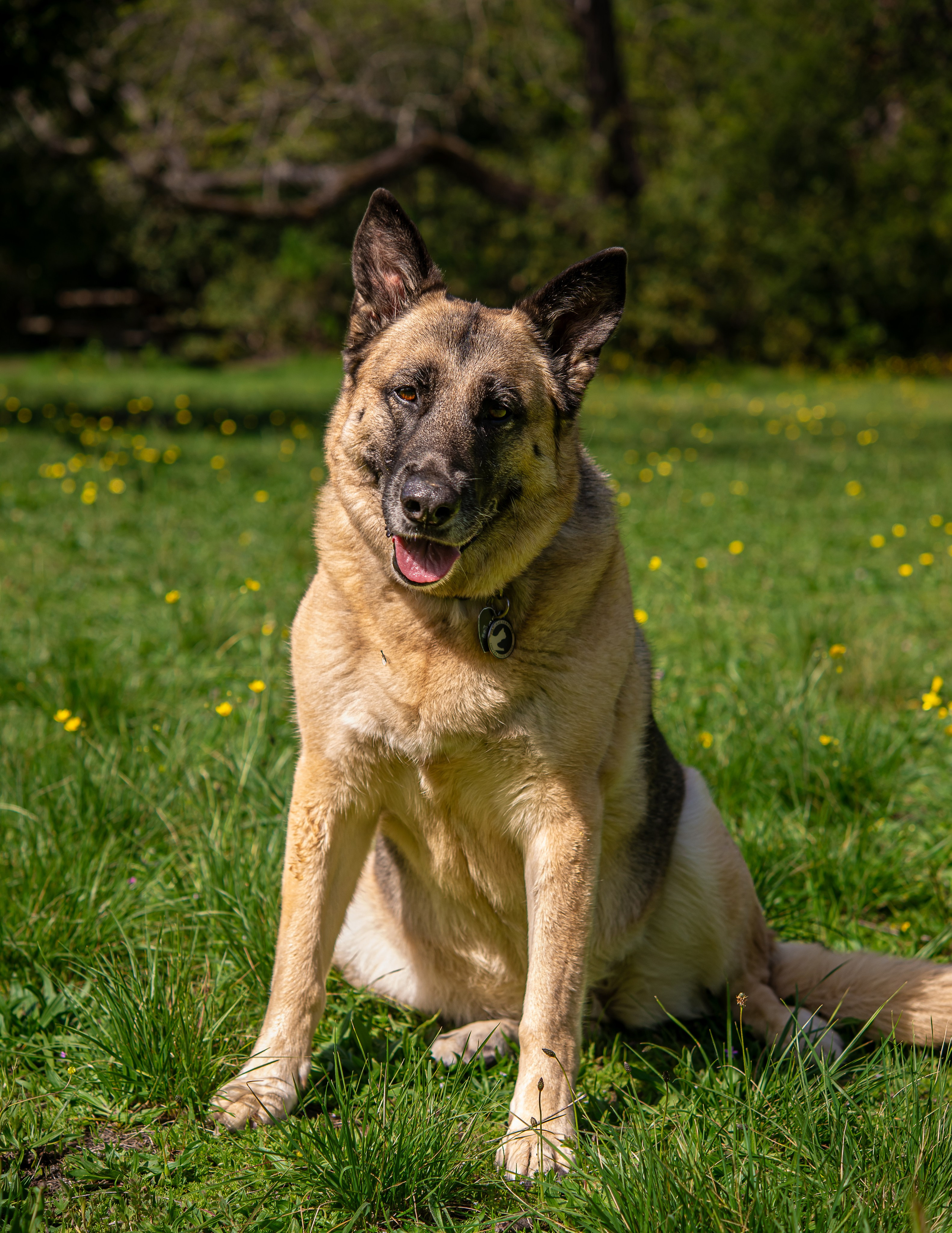 Pet portfolio. Svetlana Lapina, portrait photographer, San Francisco
