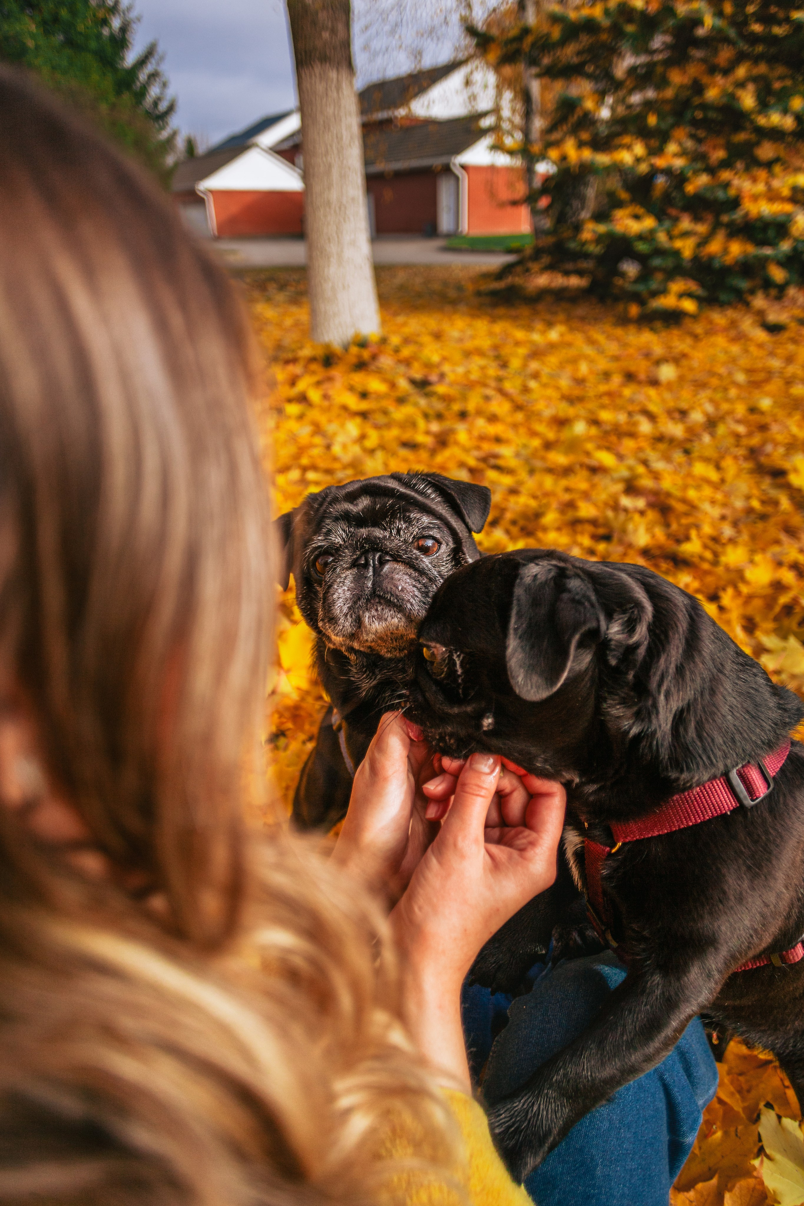 Оля, Харви, Луис. Фотограф-анималист Татьяна Степанова