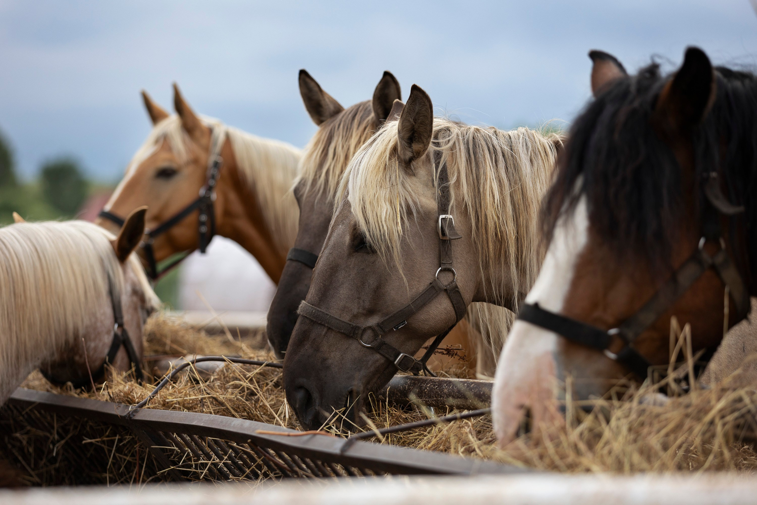 Аванпост. Фотограф анималист, семейный фотограф, фотограф собак Комратова Мария. г. Москва