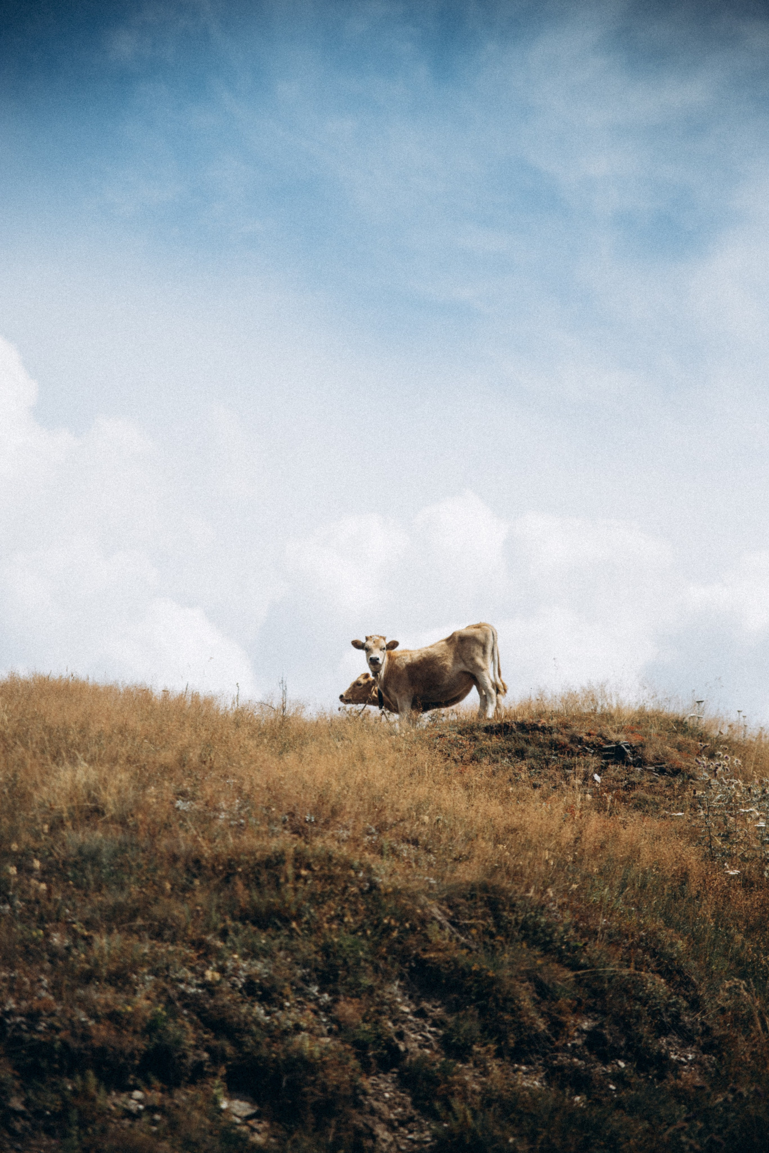 Сванетия, Грузия 🇬🇪. Anita_photo