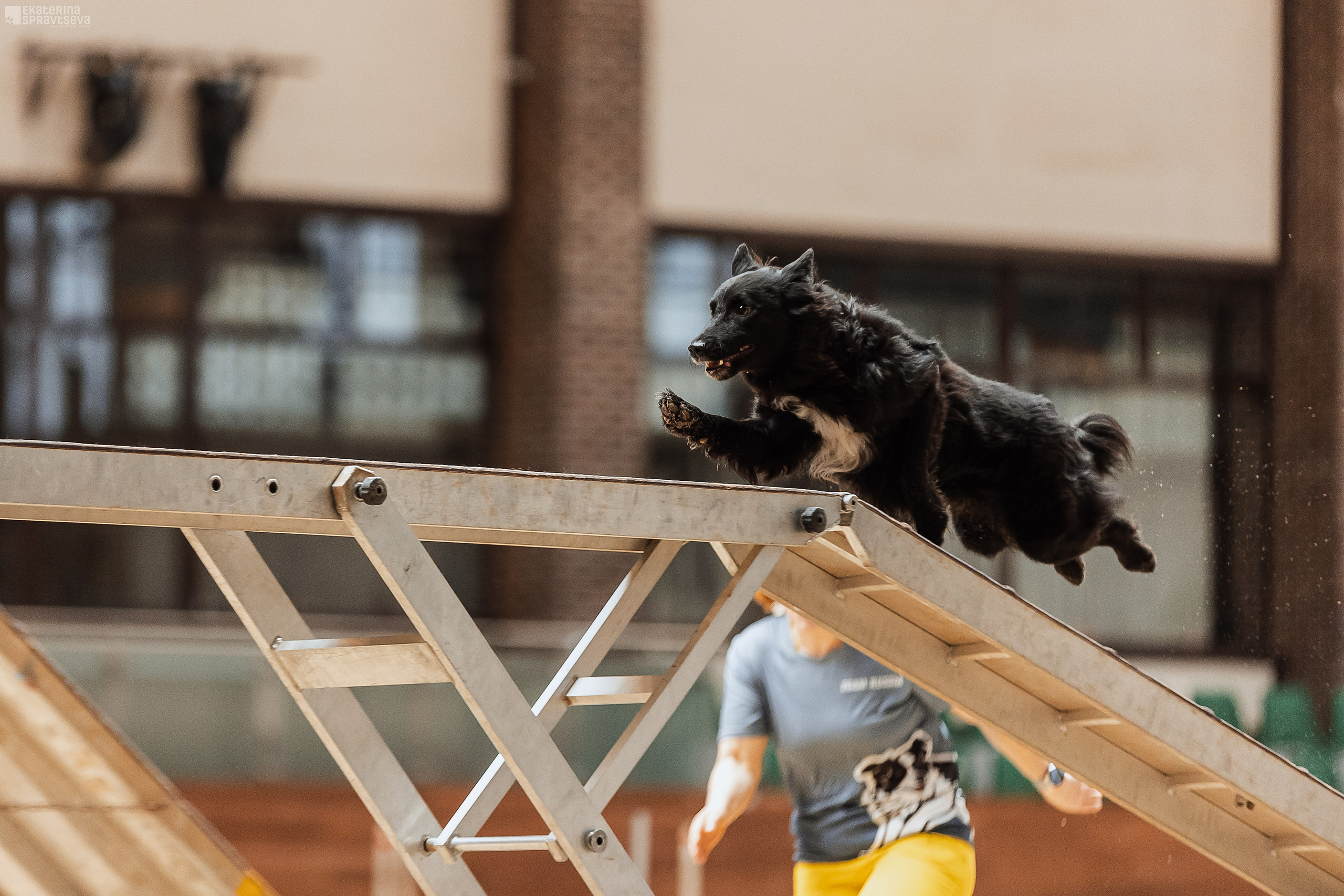 ЧРКФ Аджилити в Максима. Фотограф Анималист Екатерина Справцева в Нижнем Новгороде