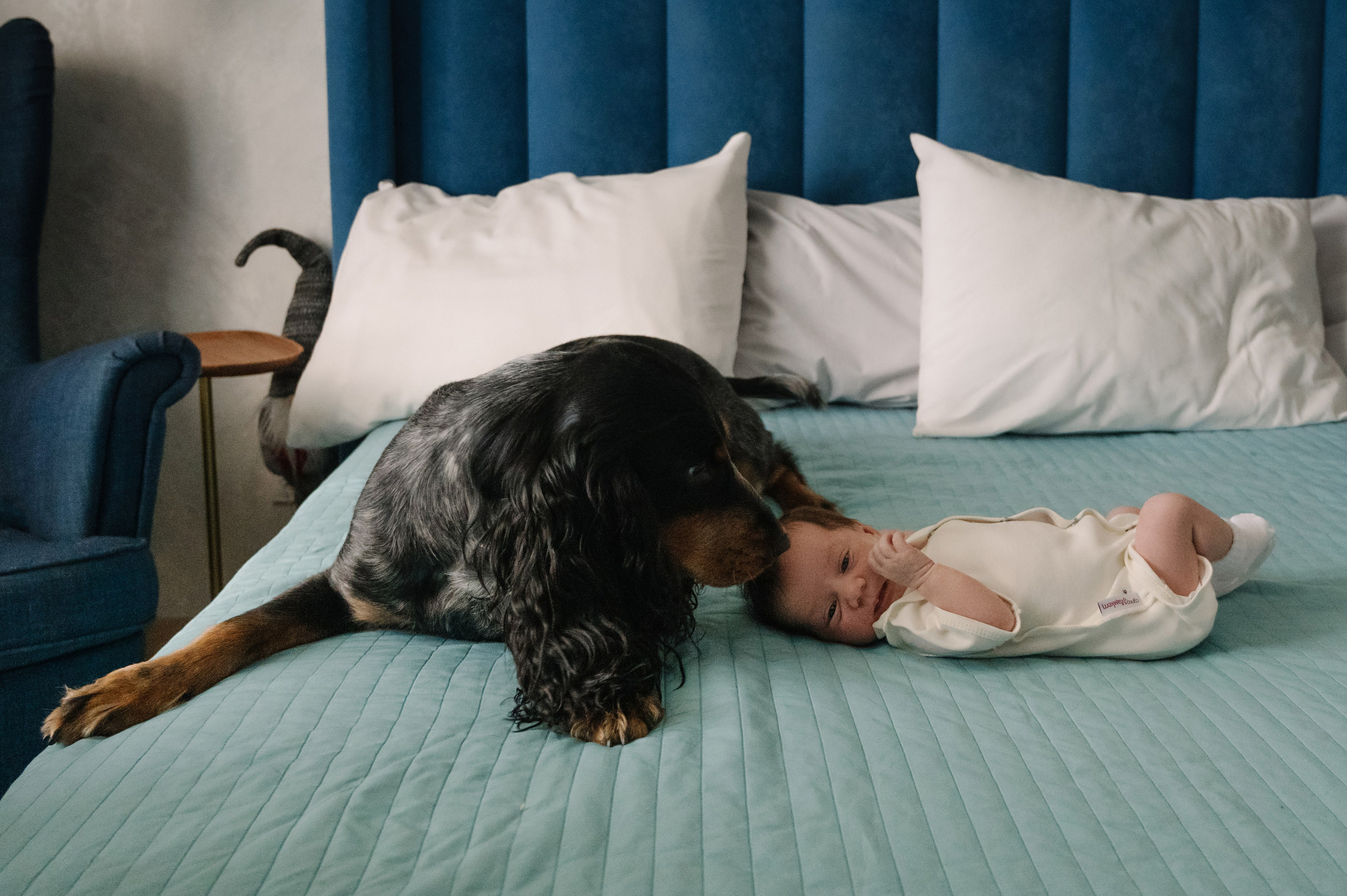 Серия с домашними животными. Фотограф новорожденных малышей в Санкт-Петербурге
