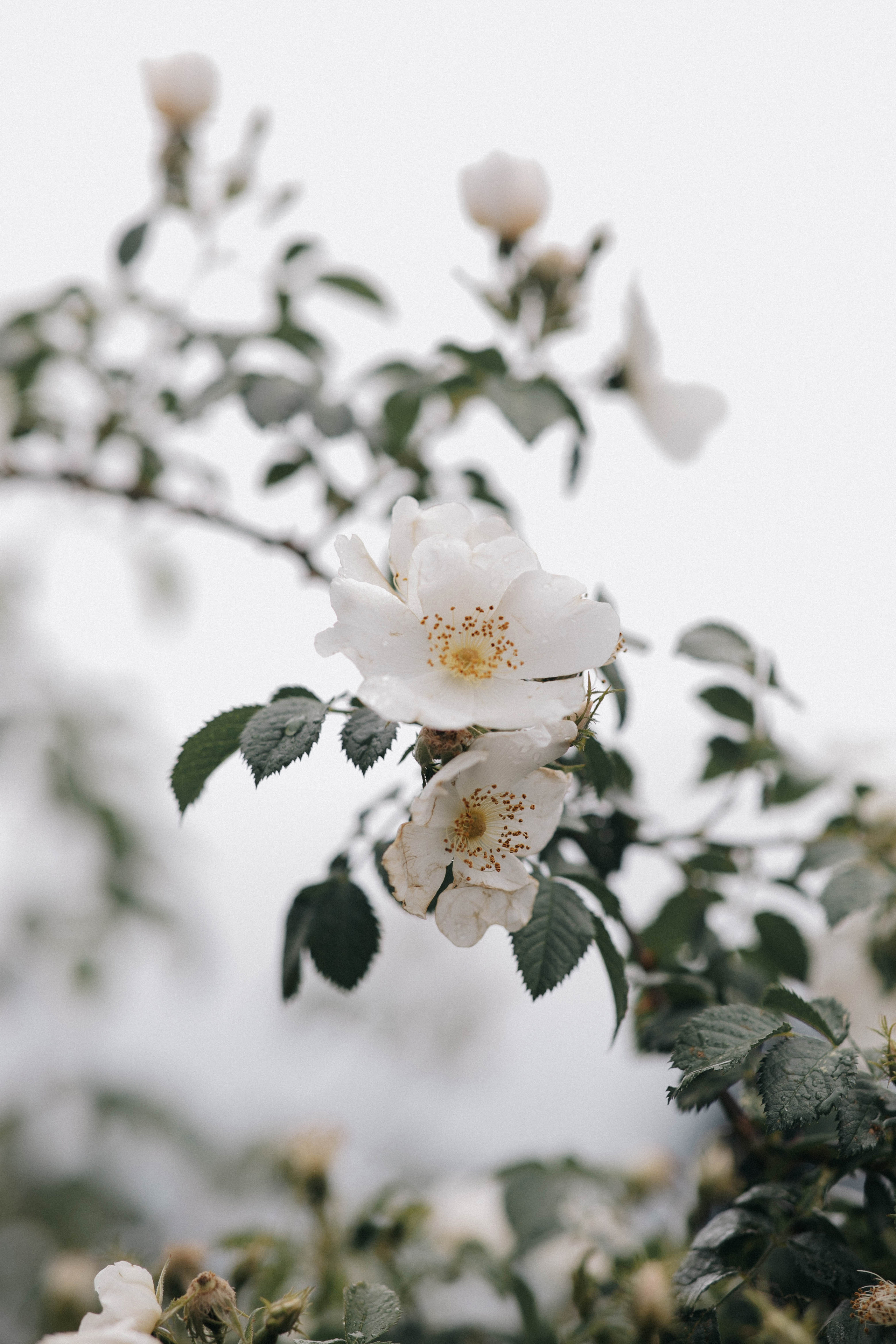 Daria & Sten | Russia, Dagestan. Свадебный фотограф