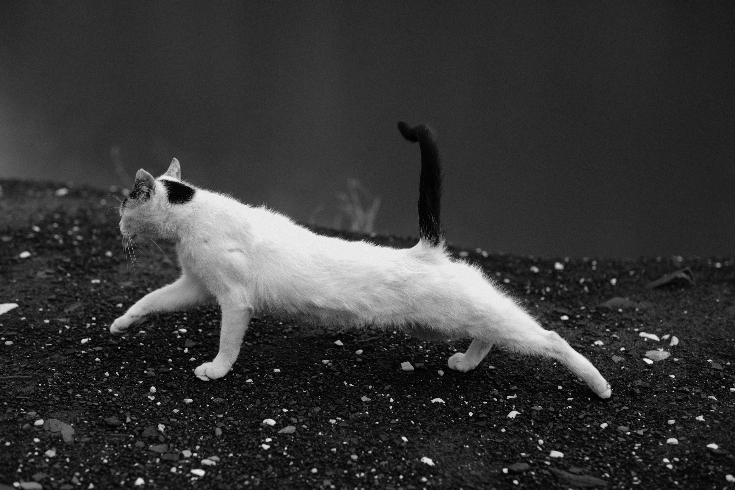 Daria & Sten | Russia, Dagestan. Свадебный фотограф
