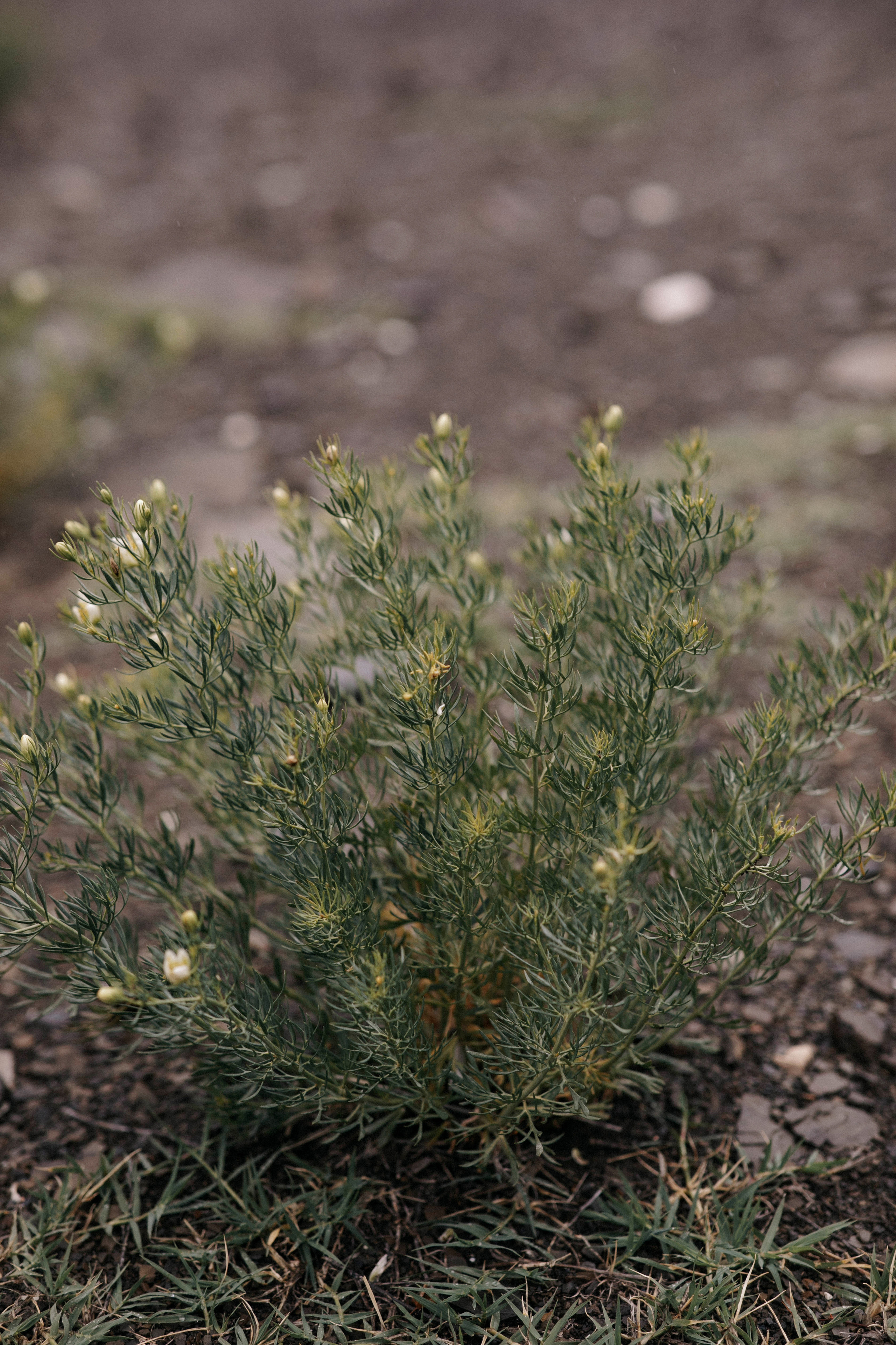 Daria & Sten | Russia, Dagestan. Свадебный фотограф