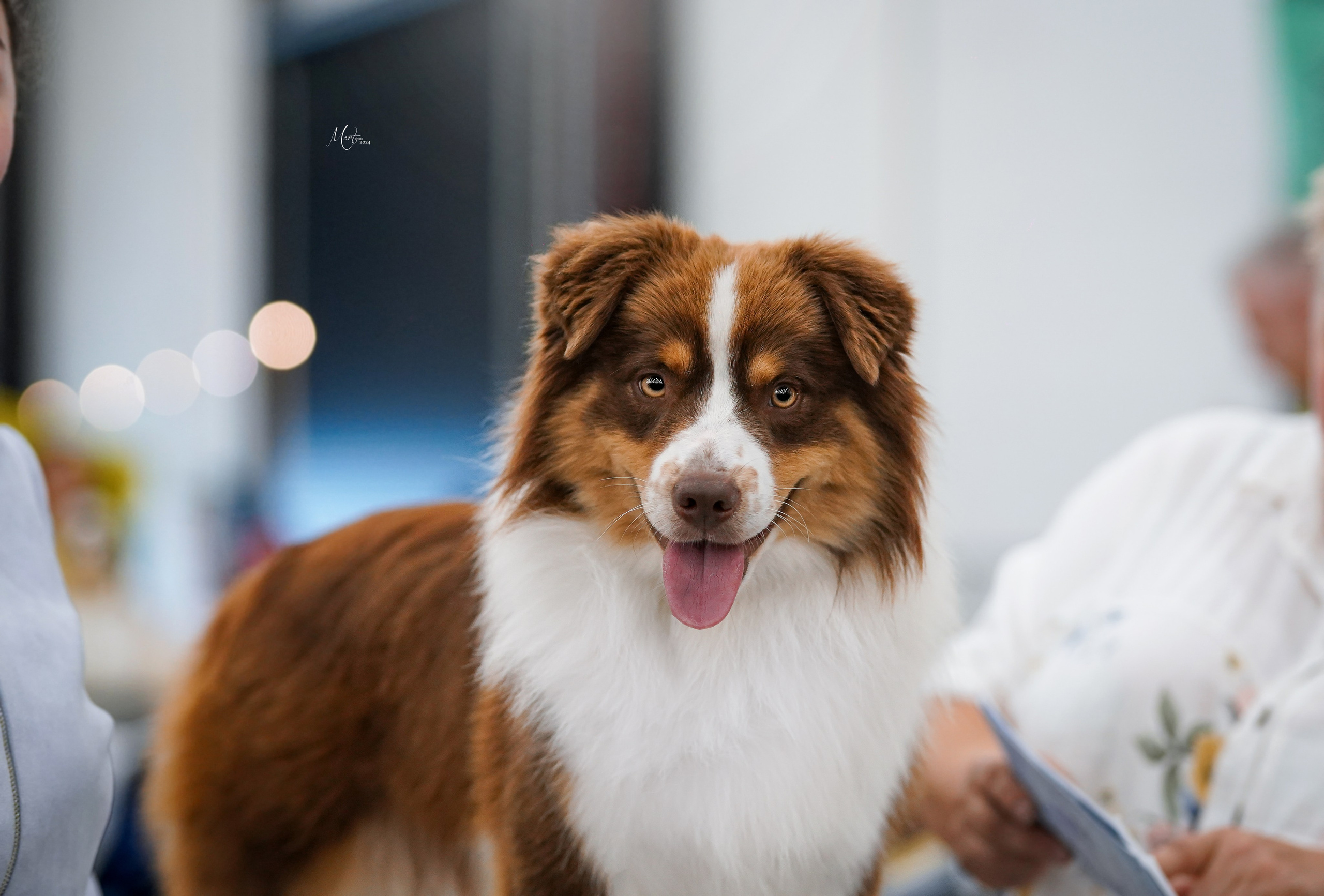 Выставки 2024. Фотограф-анималист в Санкт-Петербурге Яна Мартынова