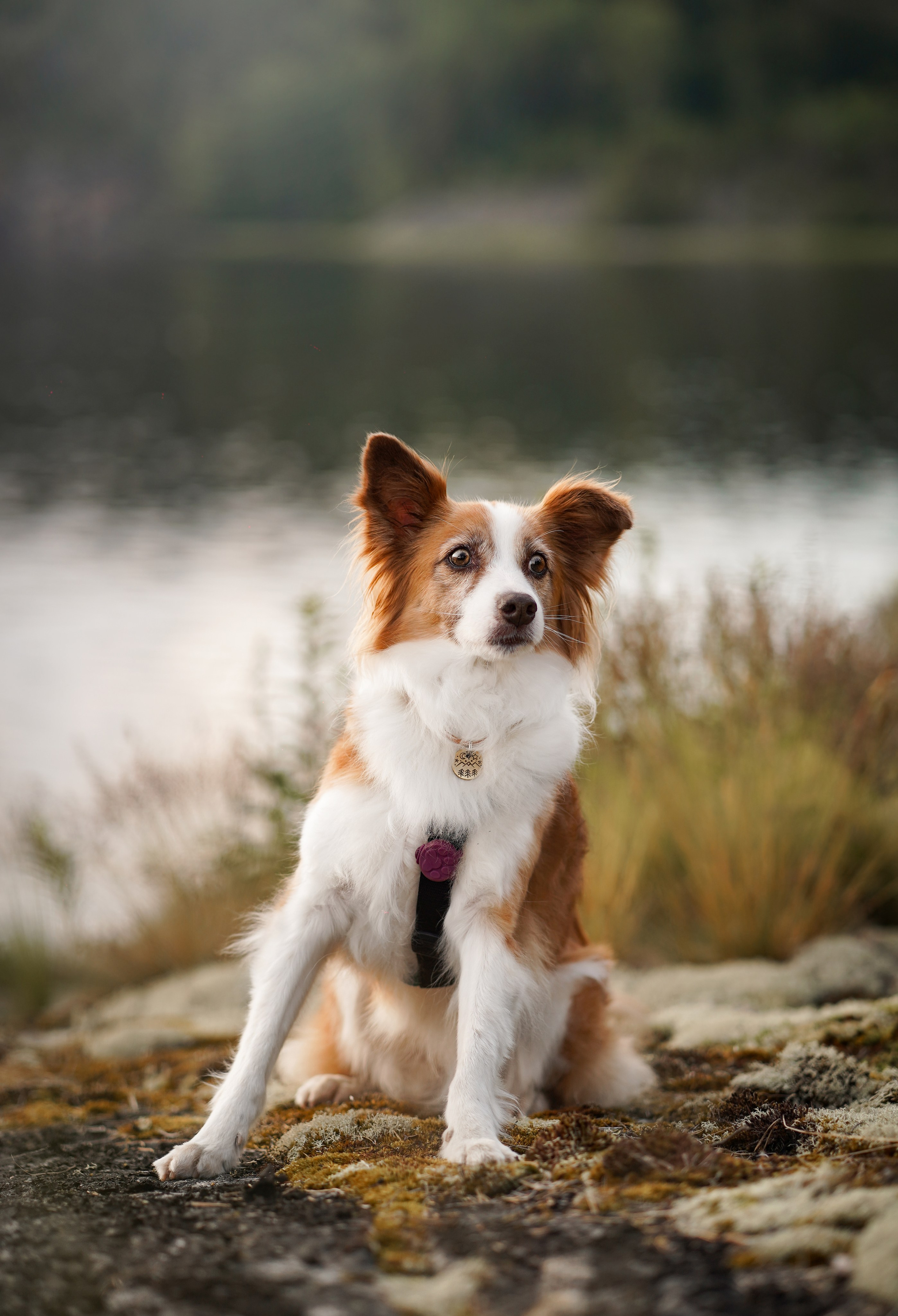 Карелия. Фотограф-анималист в Санкт-Петербурге Яна Мартынова