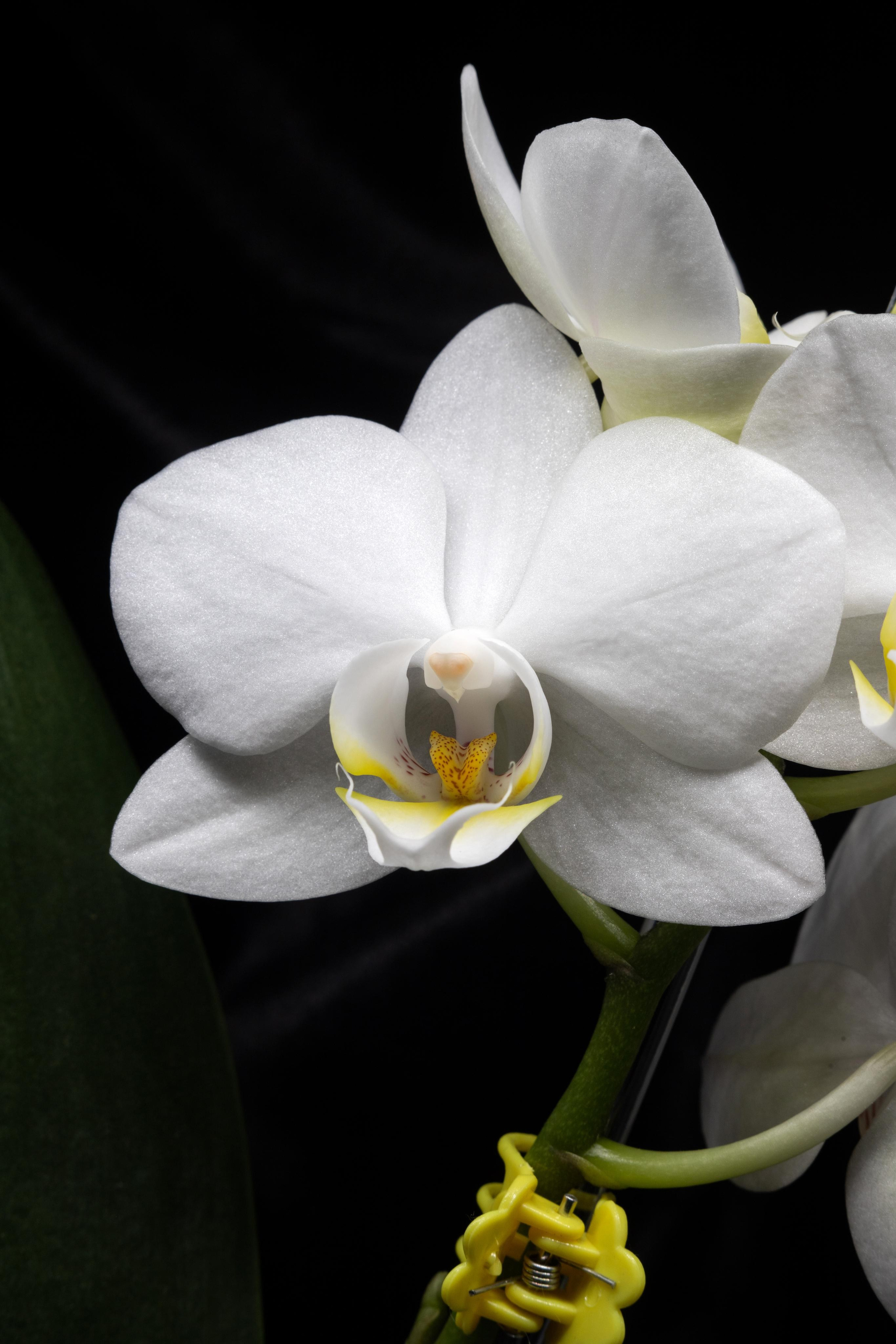 Предметная Фотография. Фотограф г. Тамбов г. Воронеж Богдан Тарасов