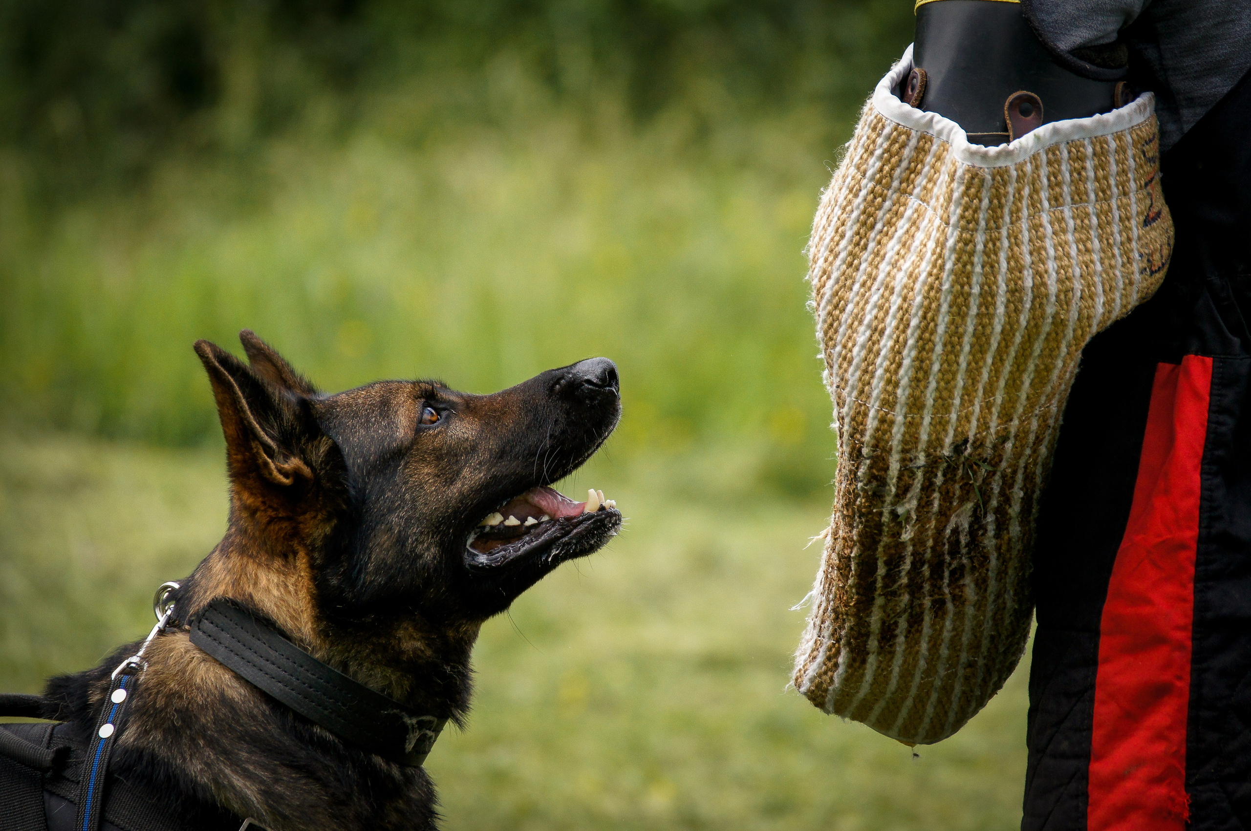 Репортажная съемка. Фотограф-анималист Нижний Новгород