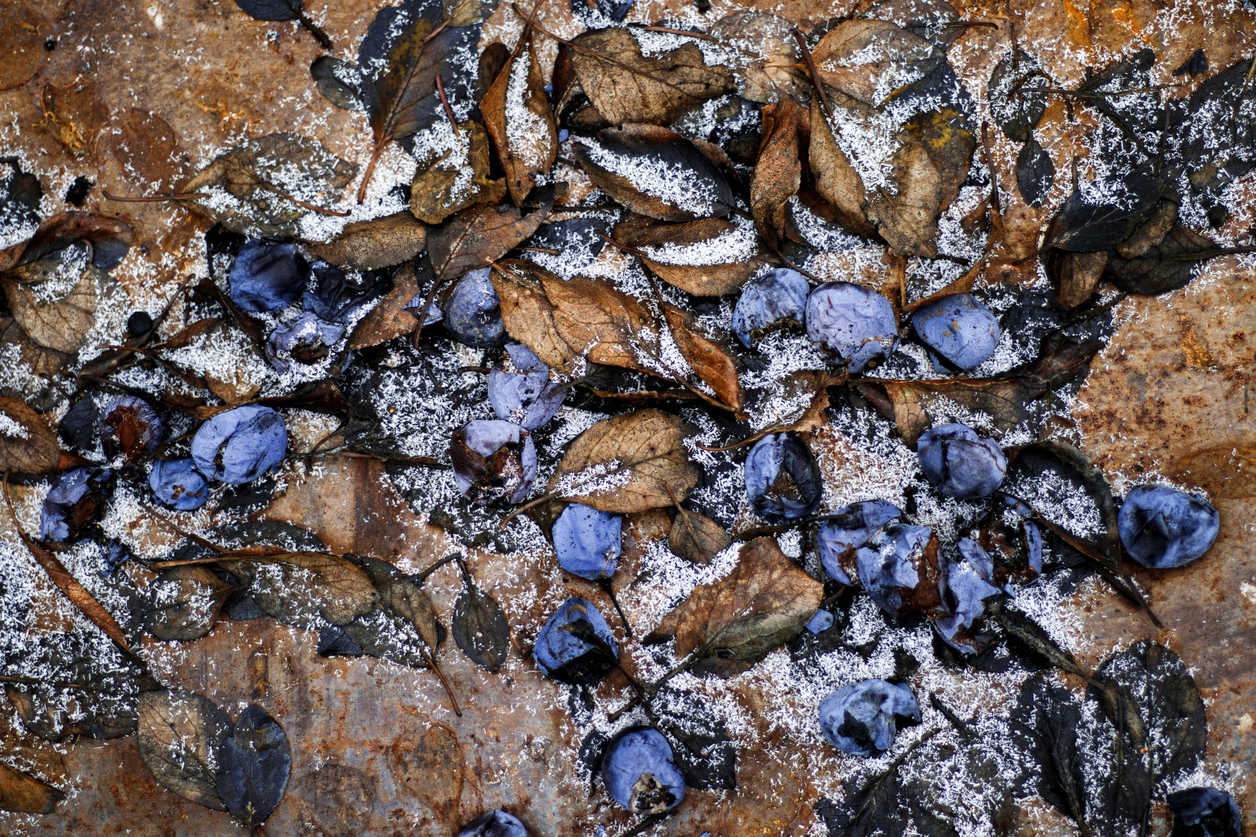 十一月的花园 – 秋日氛围与金色光影摄影