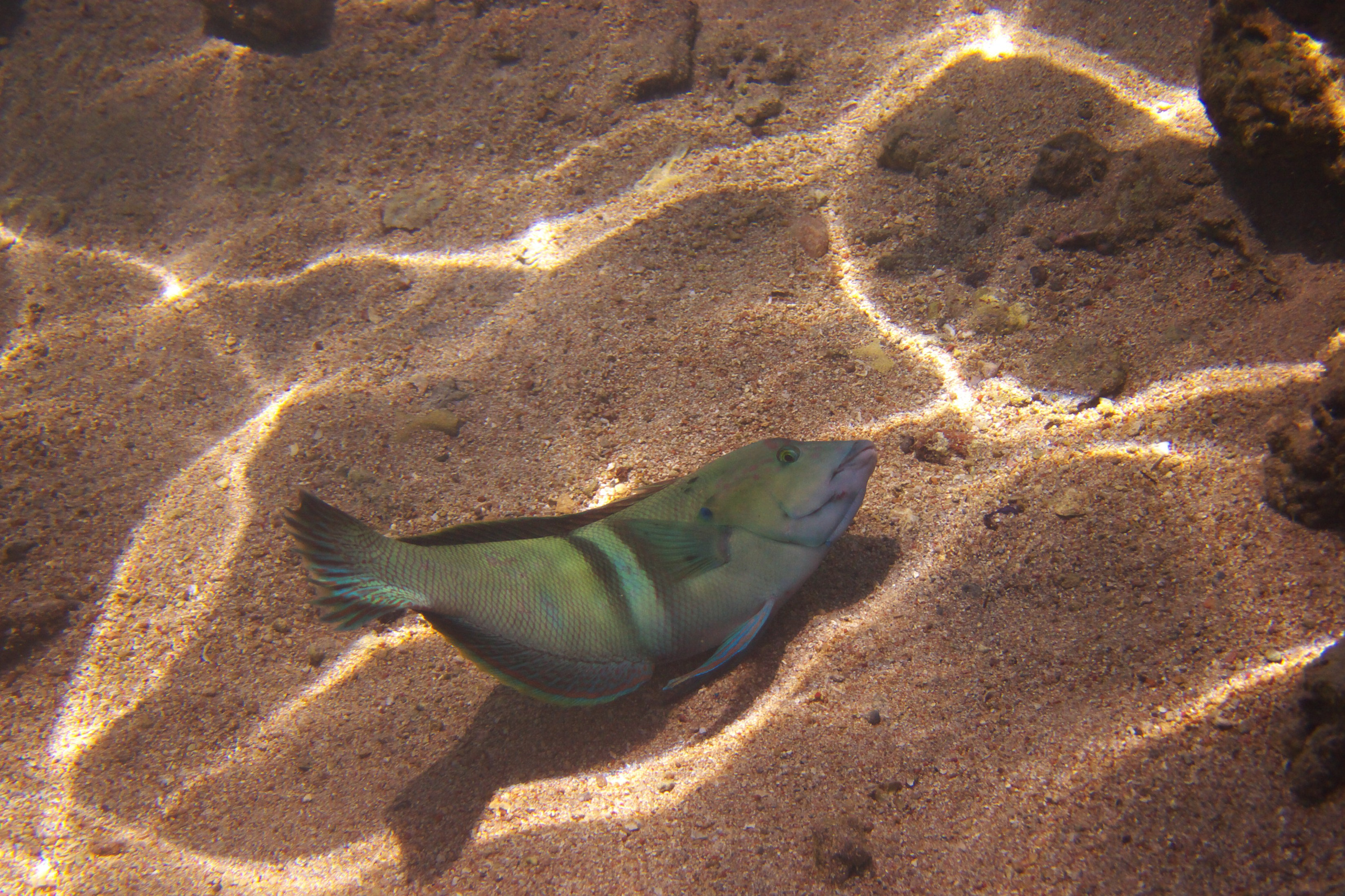 Под водой. Миша Печёнкин | фотография