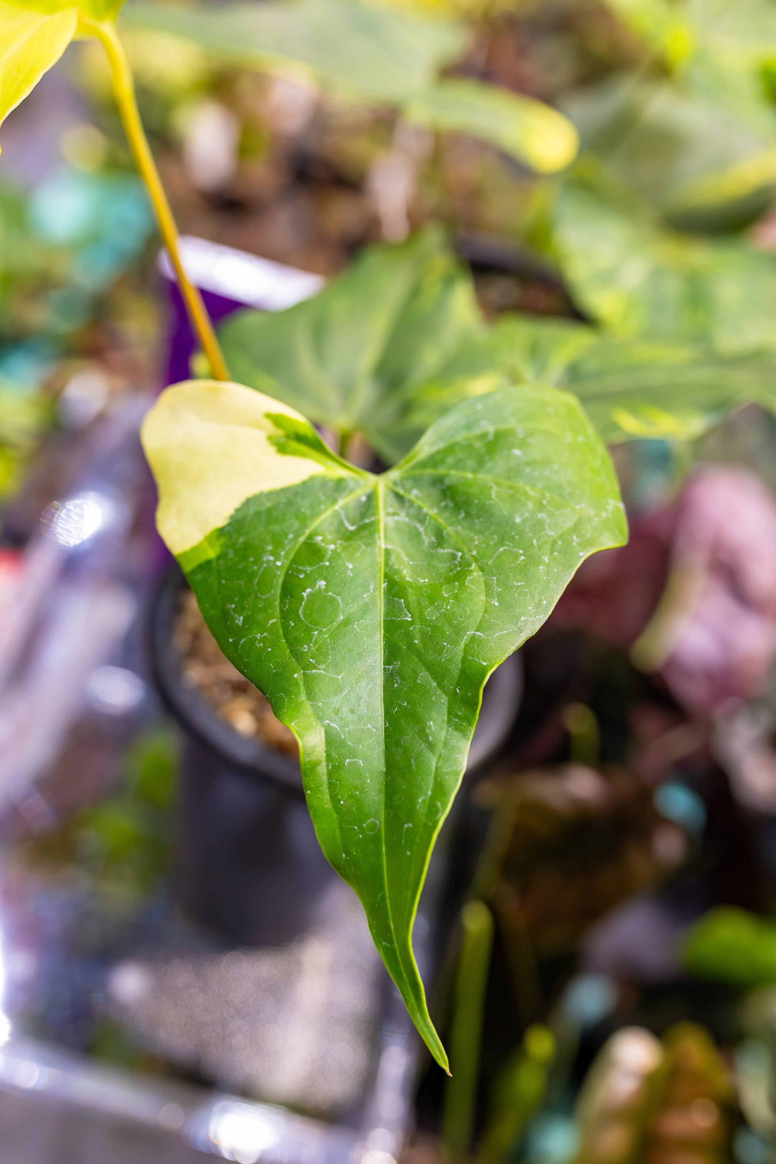 Орхидиум сентябрь 2025. Александра Куликова фотограф, Москва