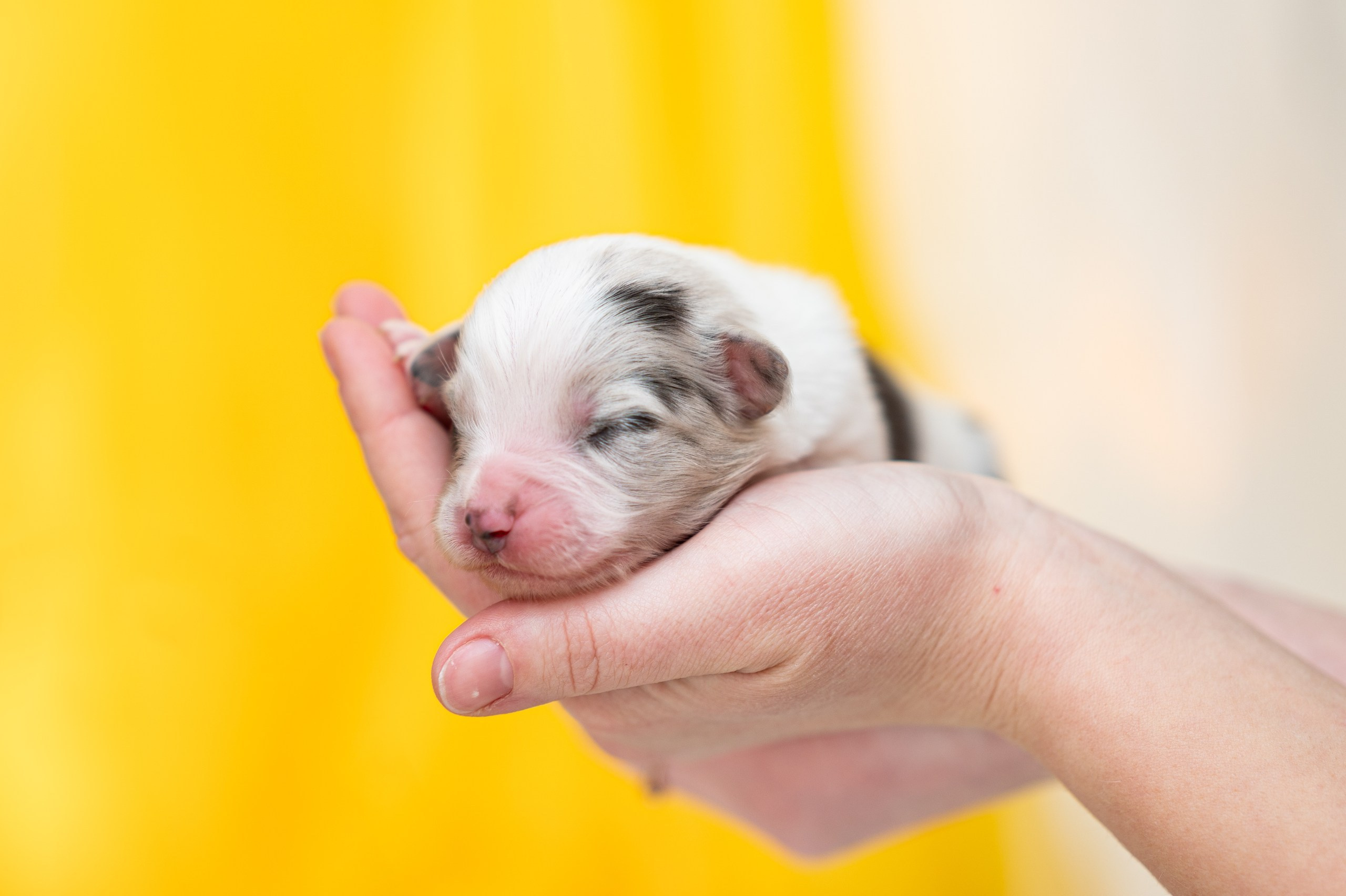 Заводчик Влада Эльман. Творческий фотограф Вологда