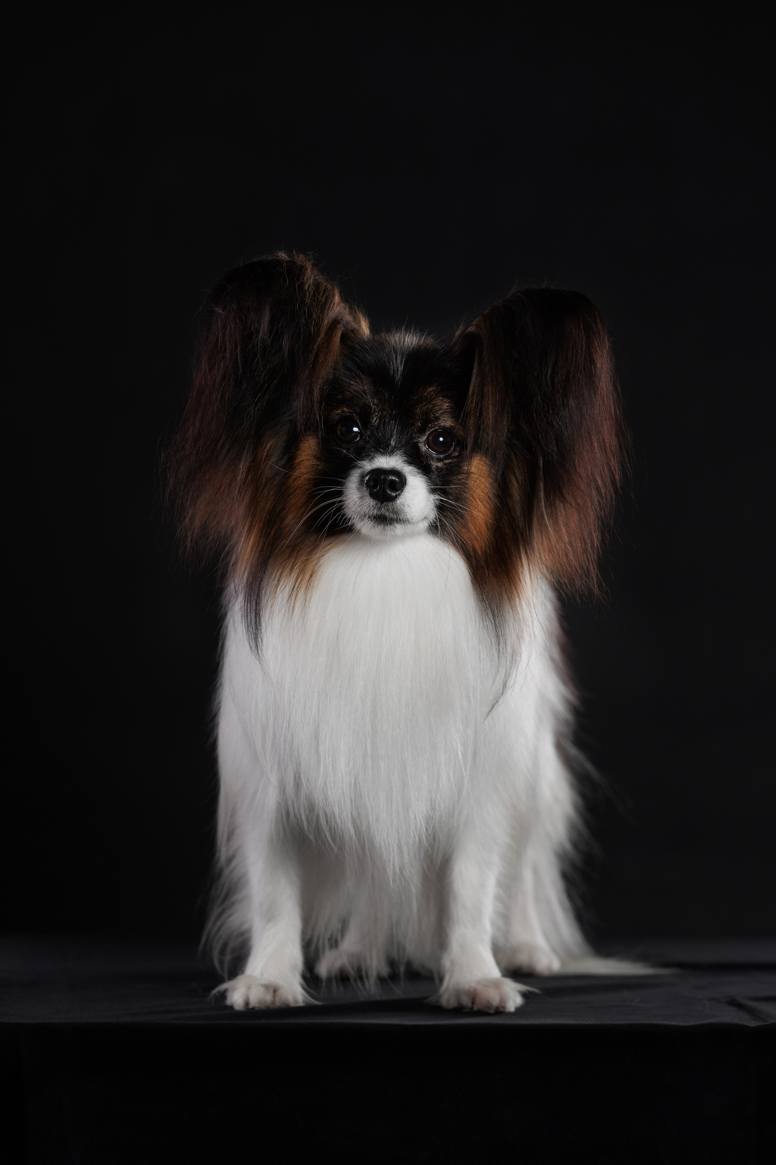 С цыпами. О нас