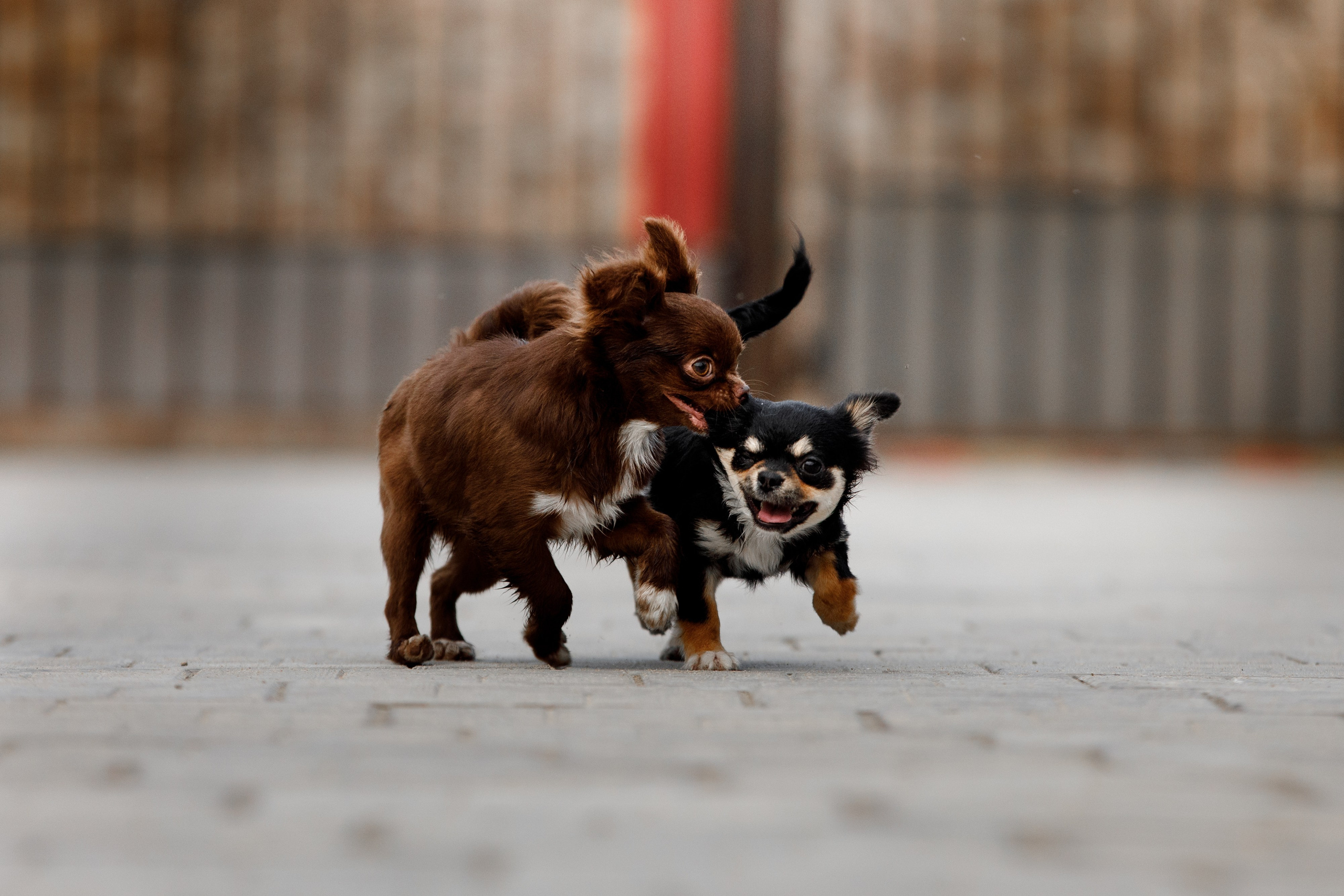 Болтовня в саду. О нас