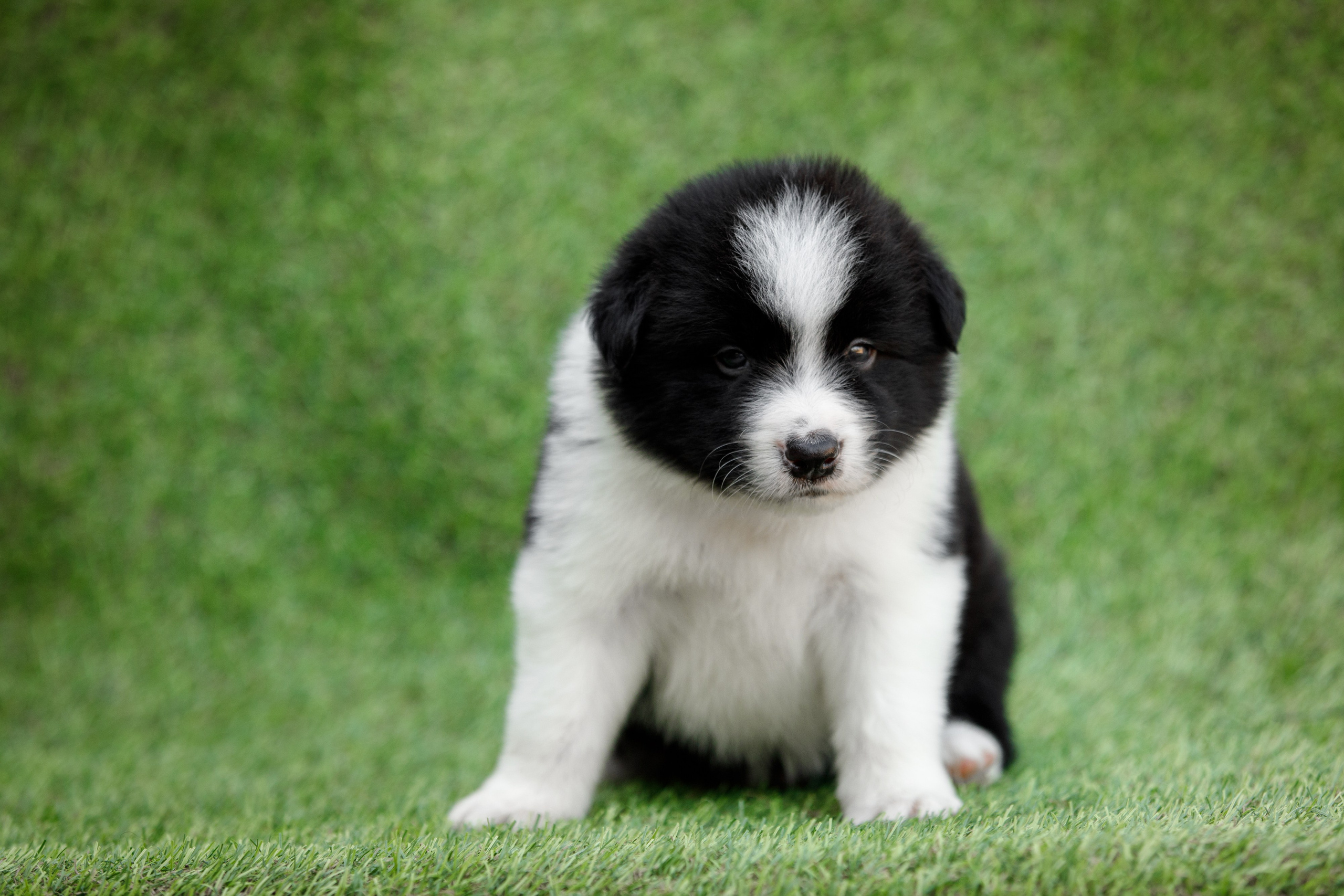 Смешарики. О нас