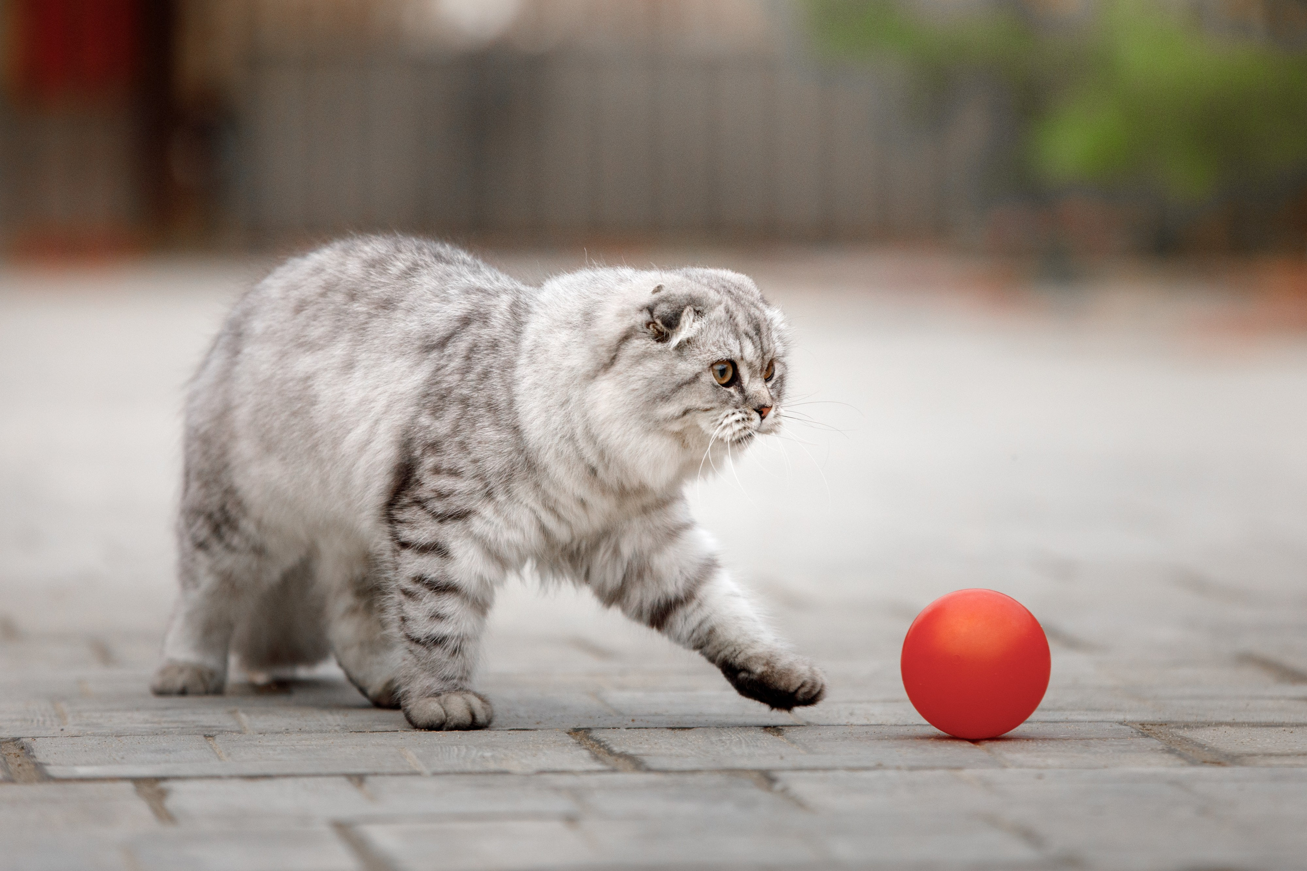 Болтовня в саду. О нас