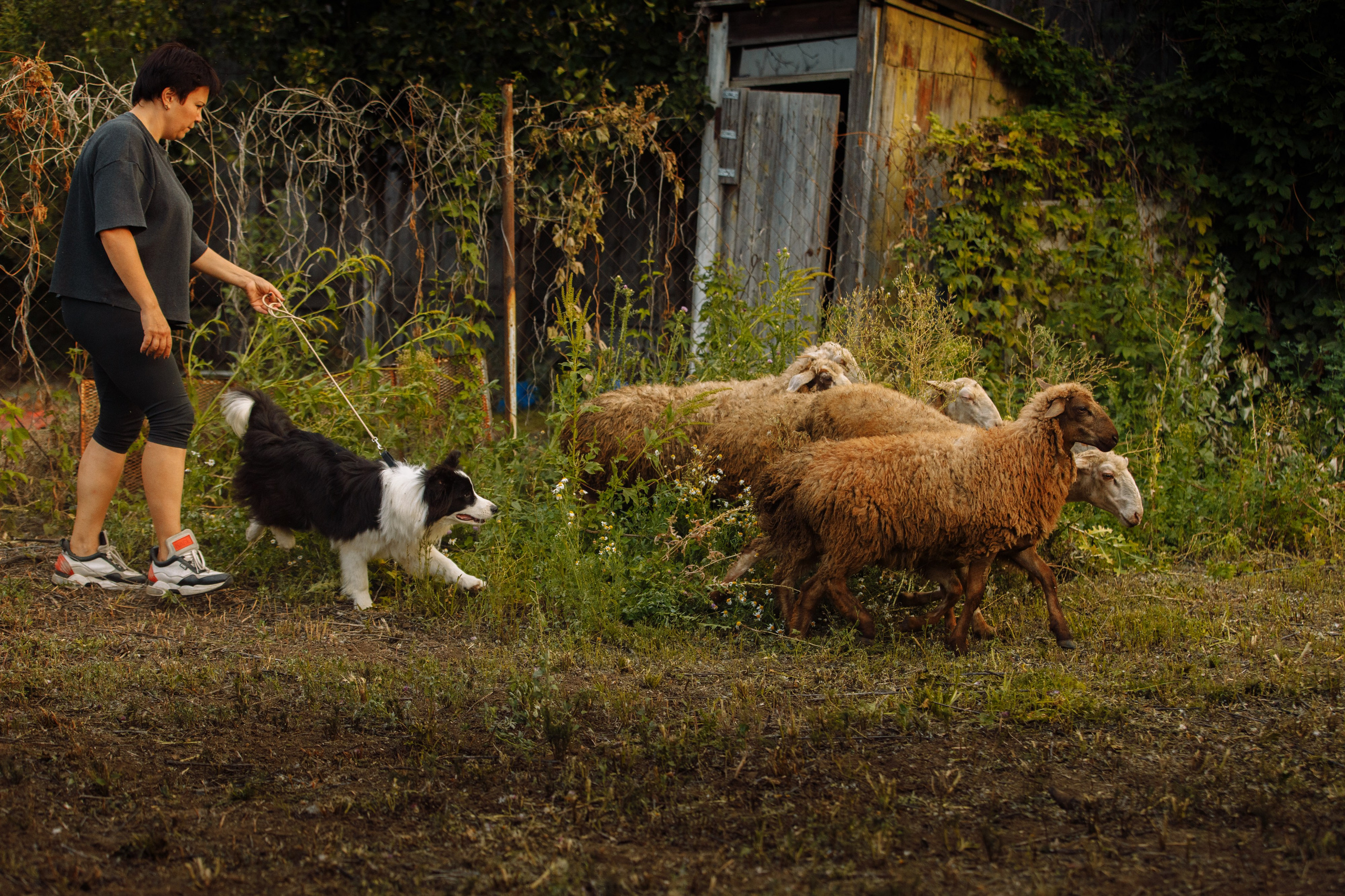 Овечий день. О нас