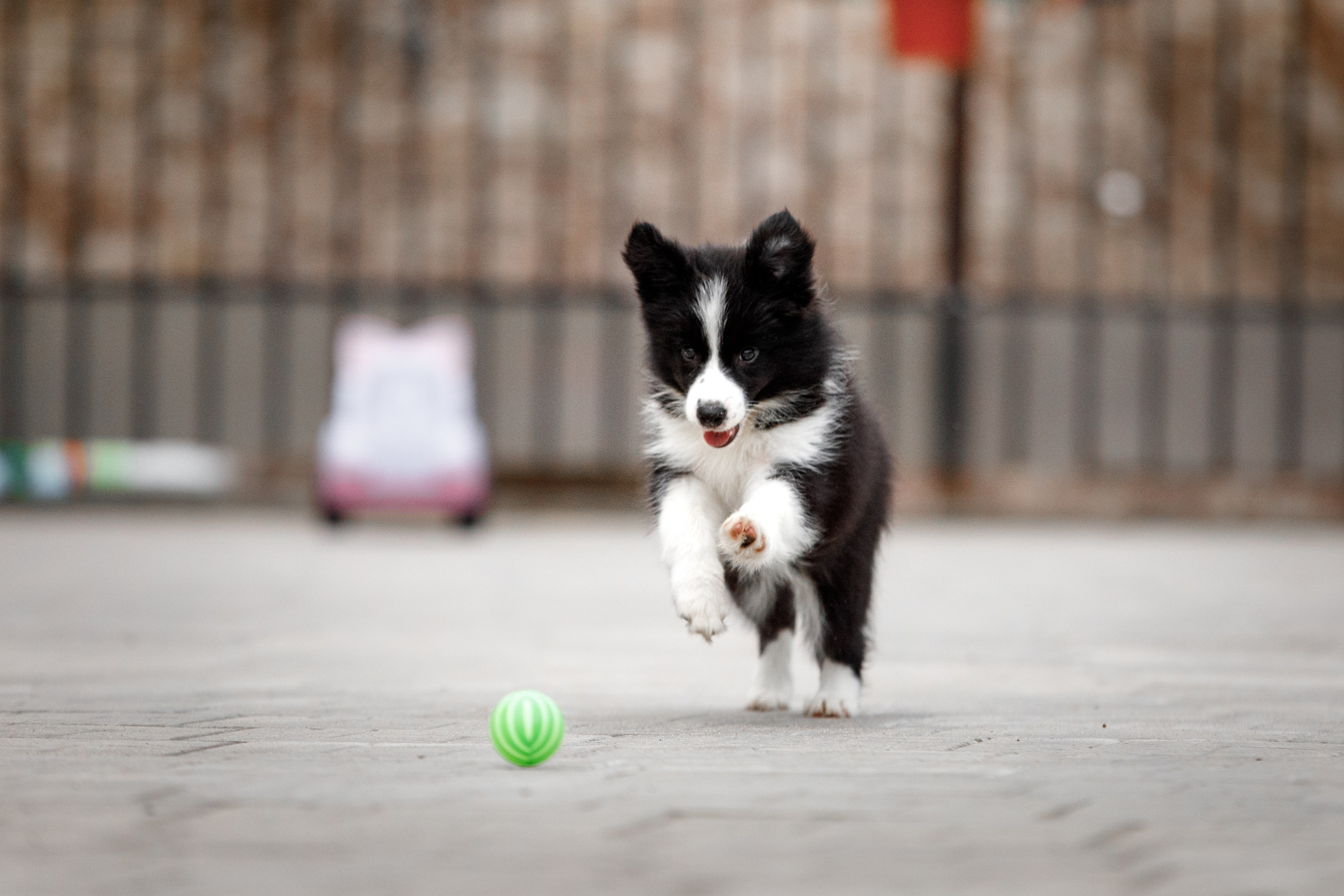 Болтовня в саду. О нас