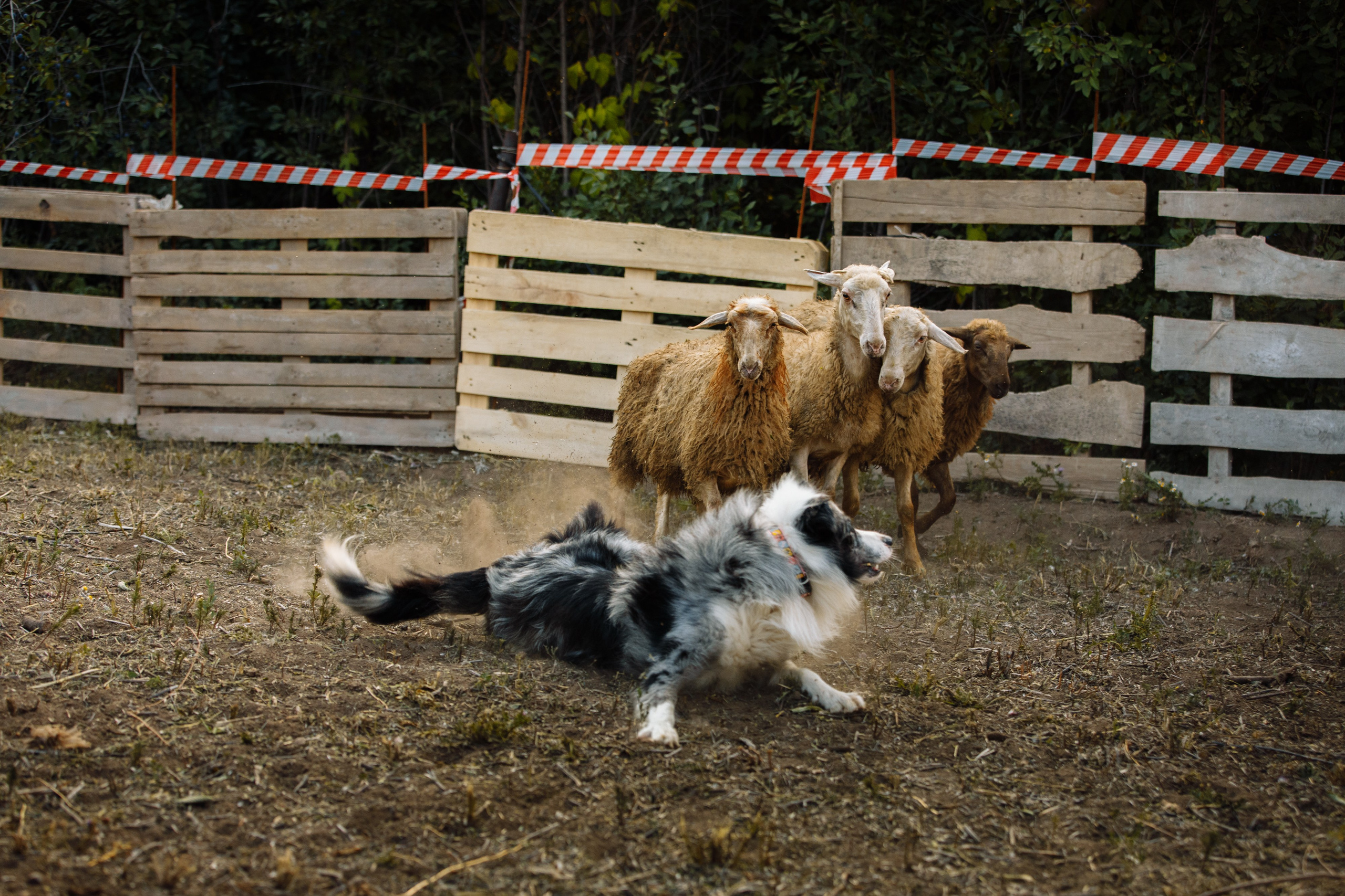 Овечий день. О нас