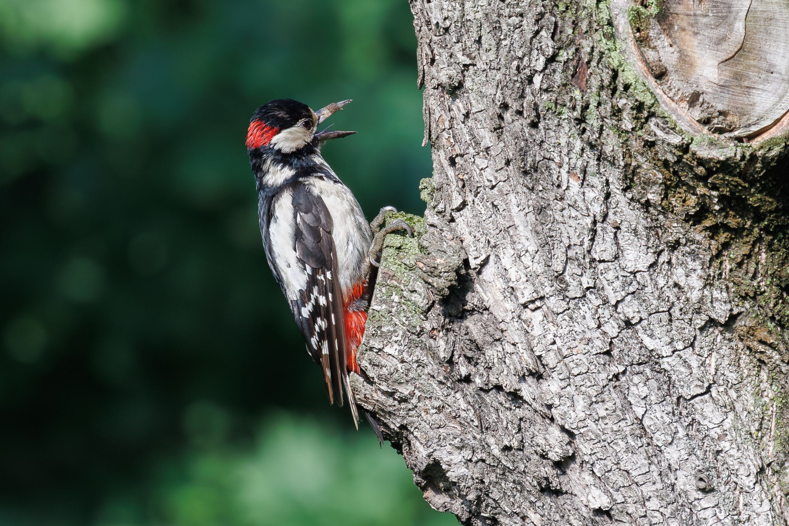 Большой пестрый дятел,  г. Люберцы, парк "Центральный" Снято на Canon EOS R8, RF 600 mm f11.