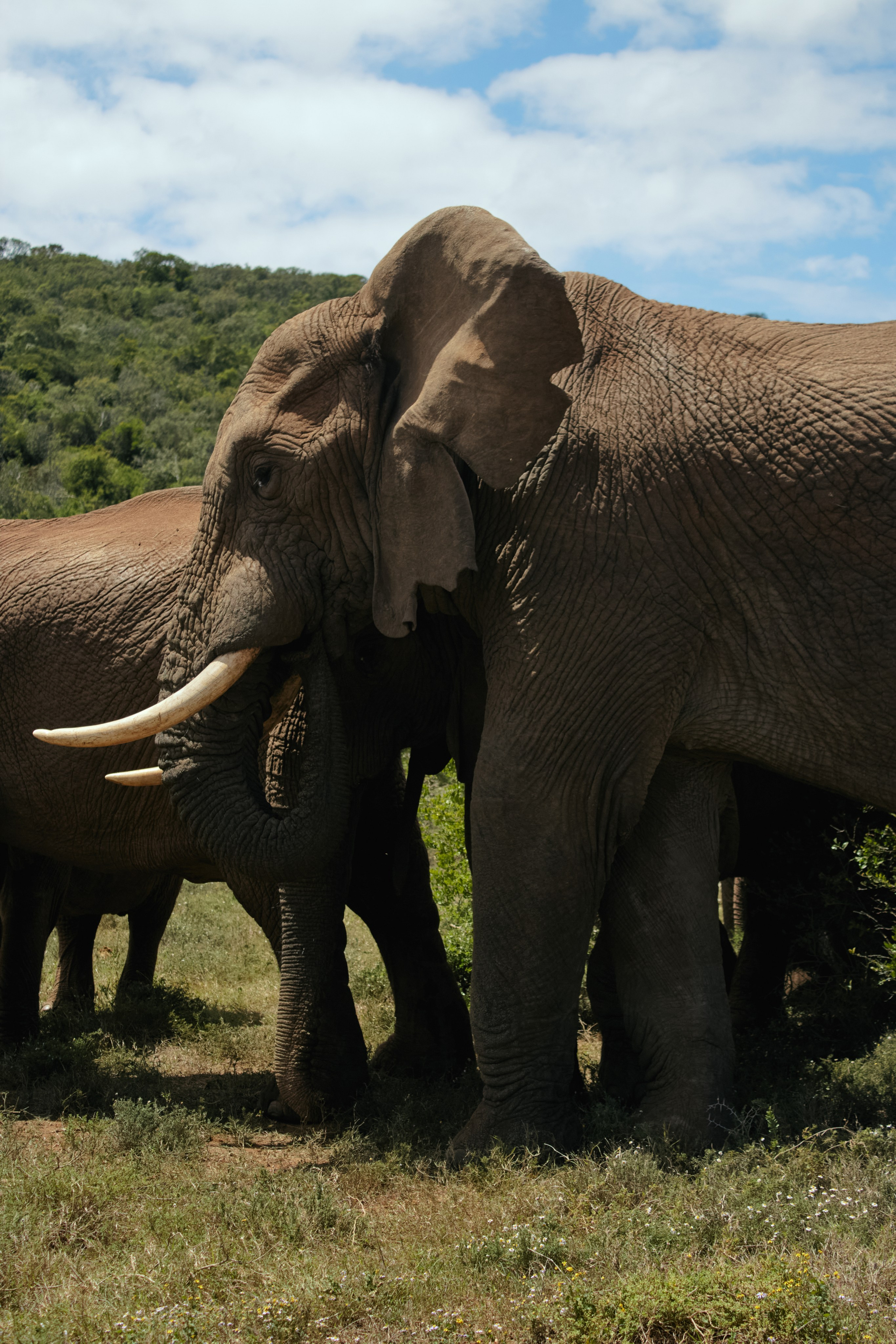 ЮАР. Профессиональный Фотограф во Владимире, в Москве и в Суздале — Полина Романычева