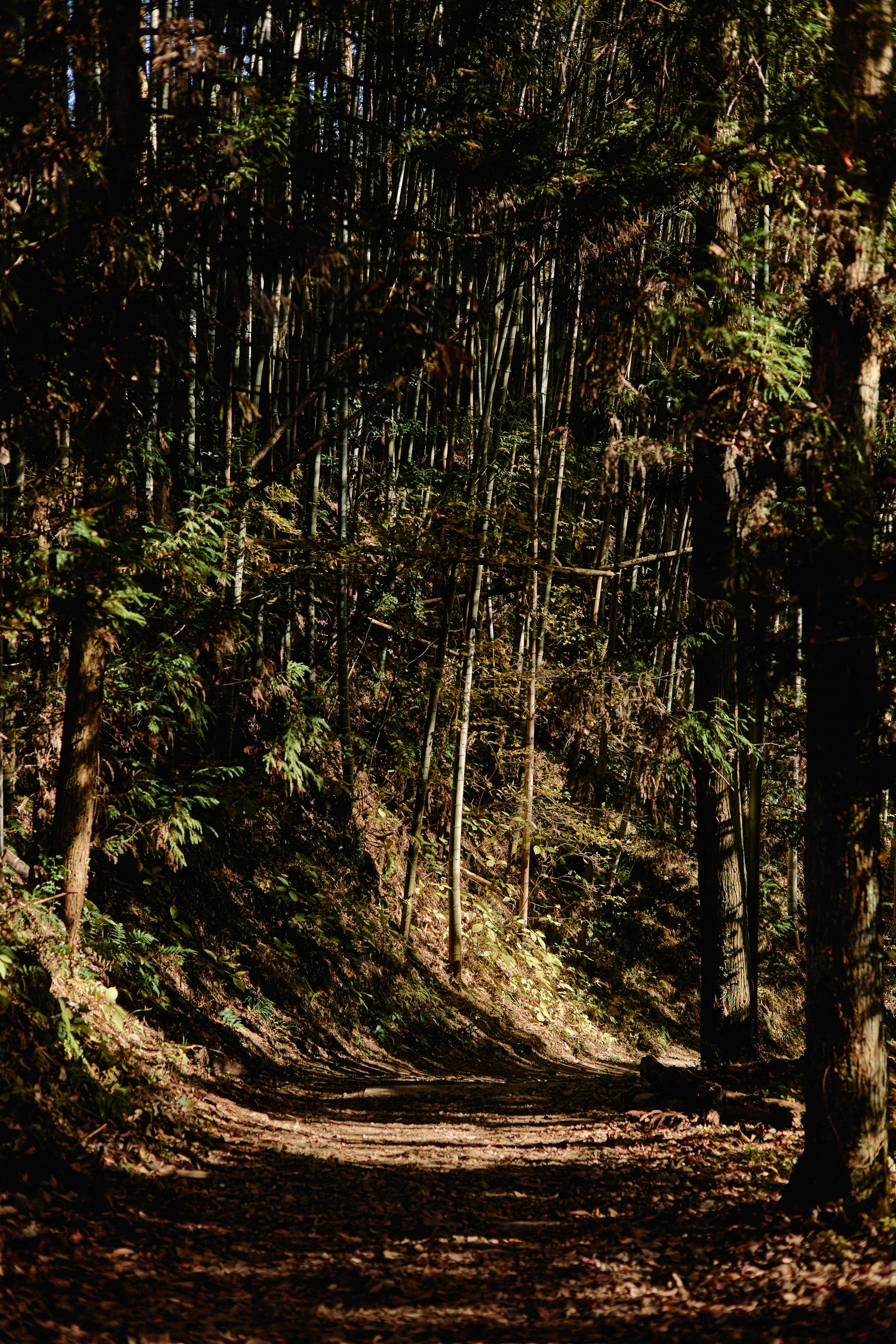 Япония. Профессиональный Фотограф во Владимире, в Москве и в Суздале — Полина Романычева