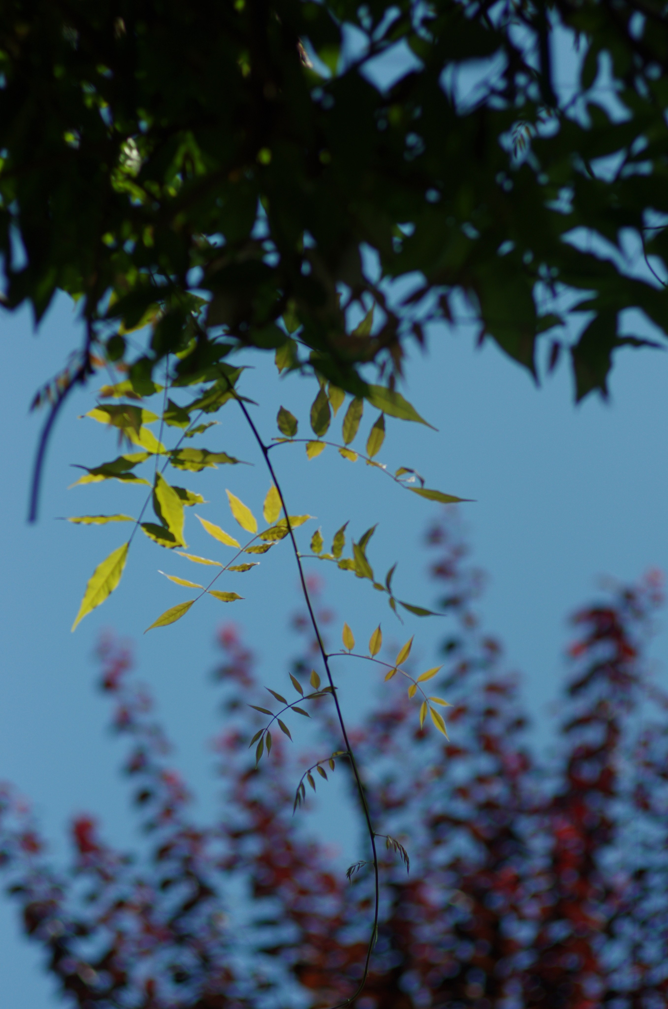 Батуми с ლილე. Портретный фотограф Денис Милютин