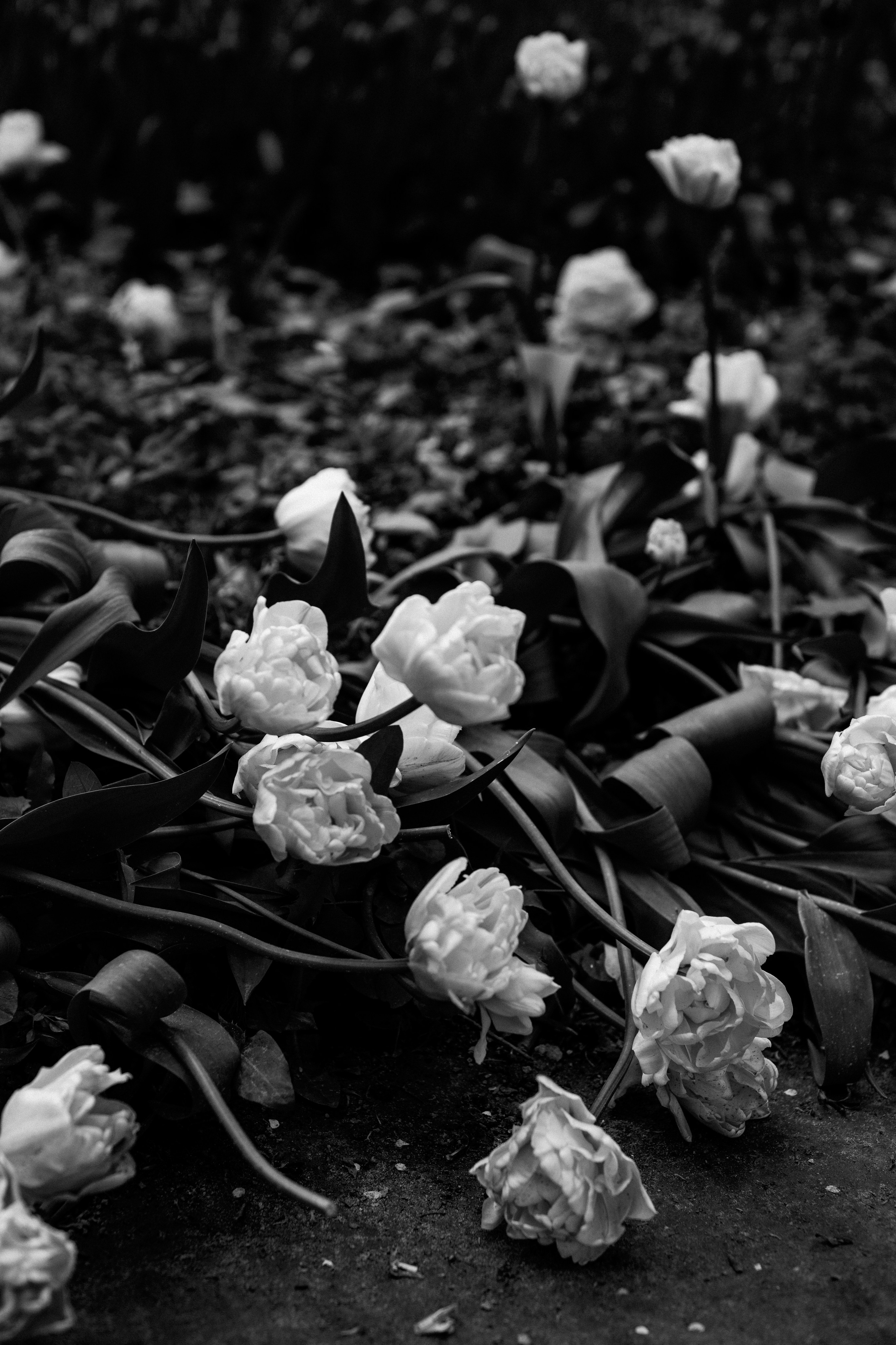 Весна идет-весне дорогу!. Фотограф в Москве и МО Влада Обласова