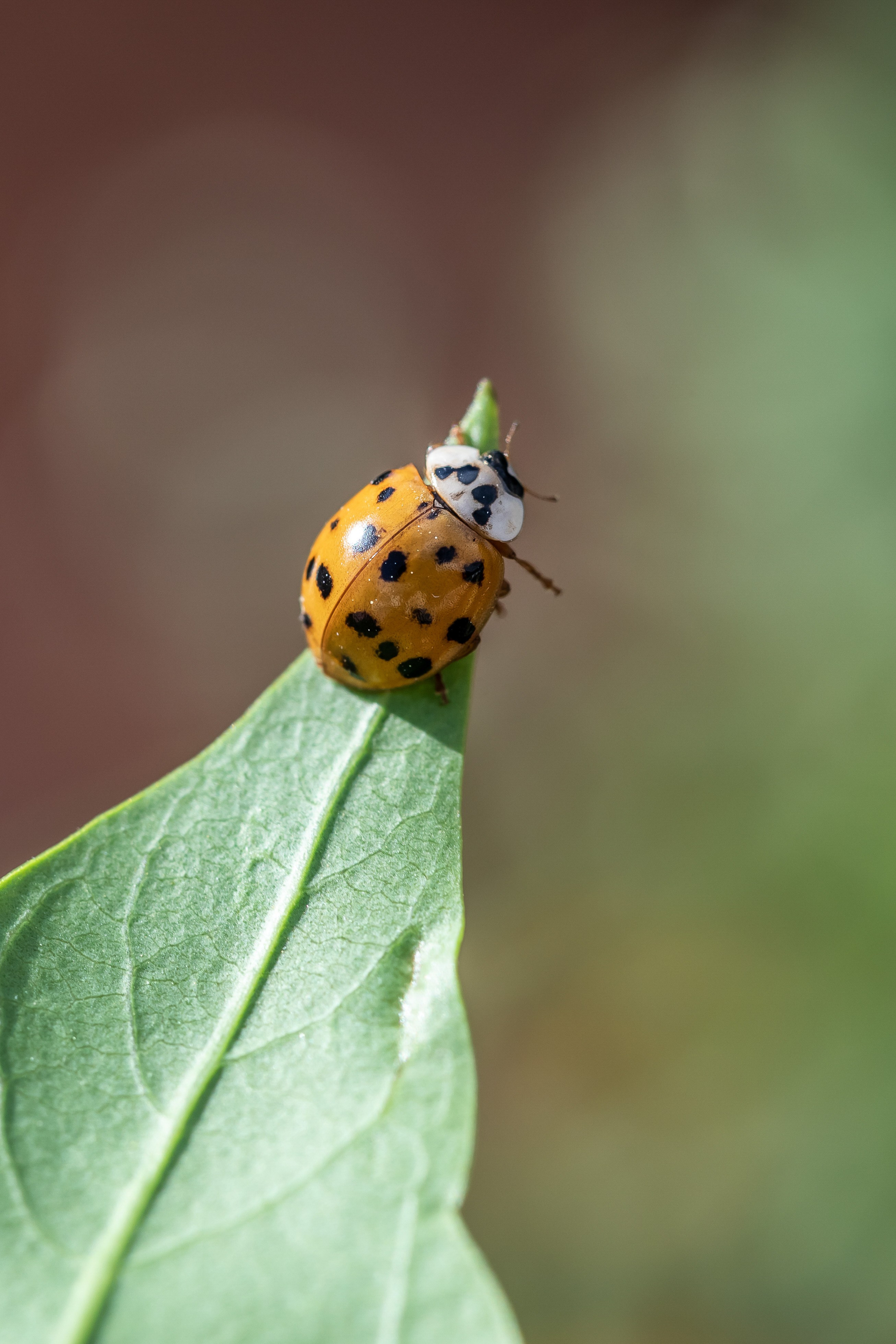 Съемка для проекта: Театрализованный ужин «Один летний день» в отеле Wawelberg. NesterovaMaria.ru