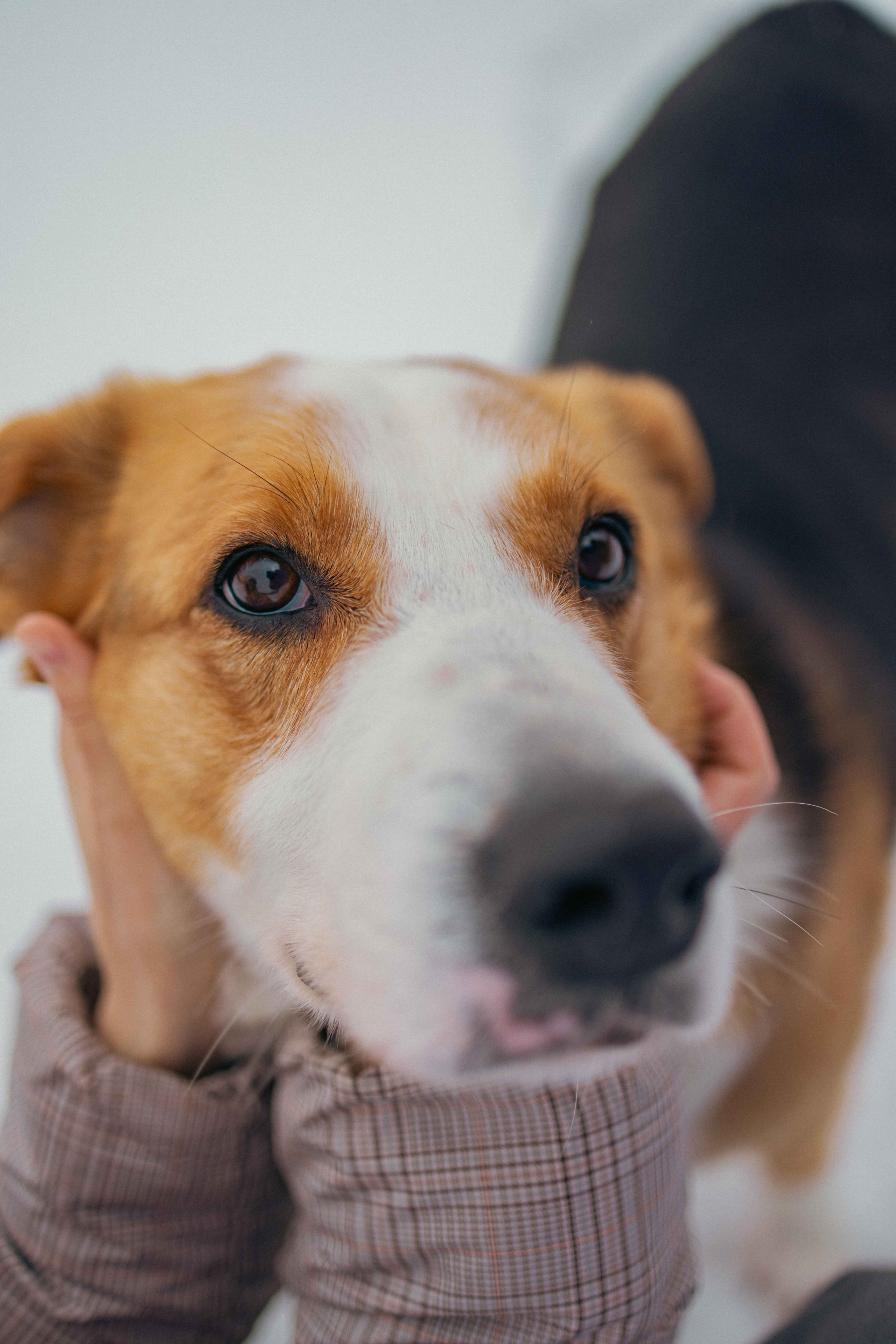 Петя. Фотограф-анималист в Москве Лера Черноног