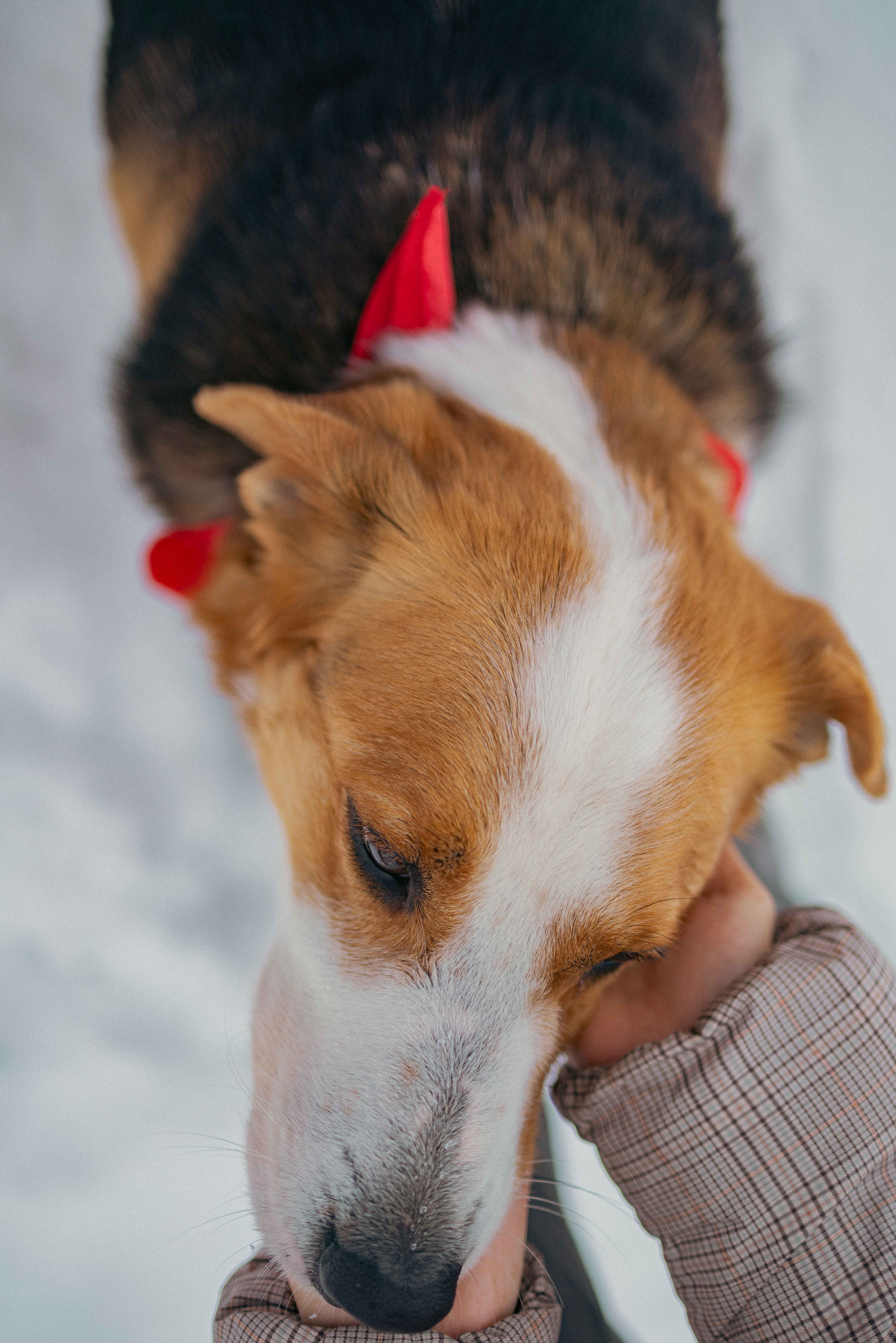 Петя. Фотограф-анималист в Москве Лера Черноног
