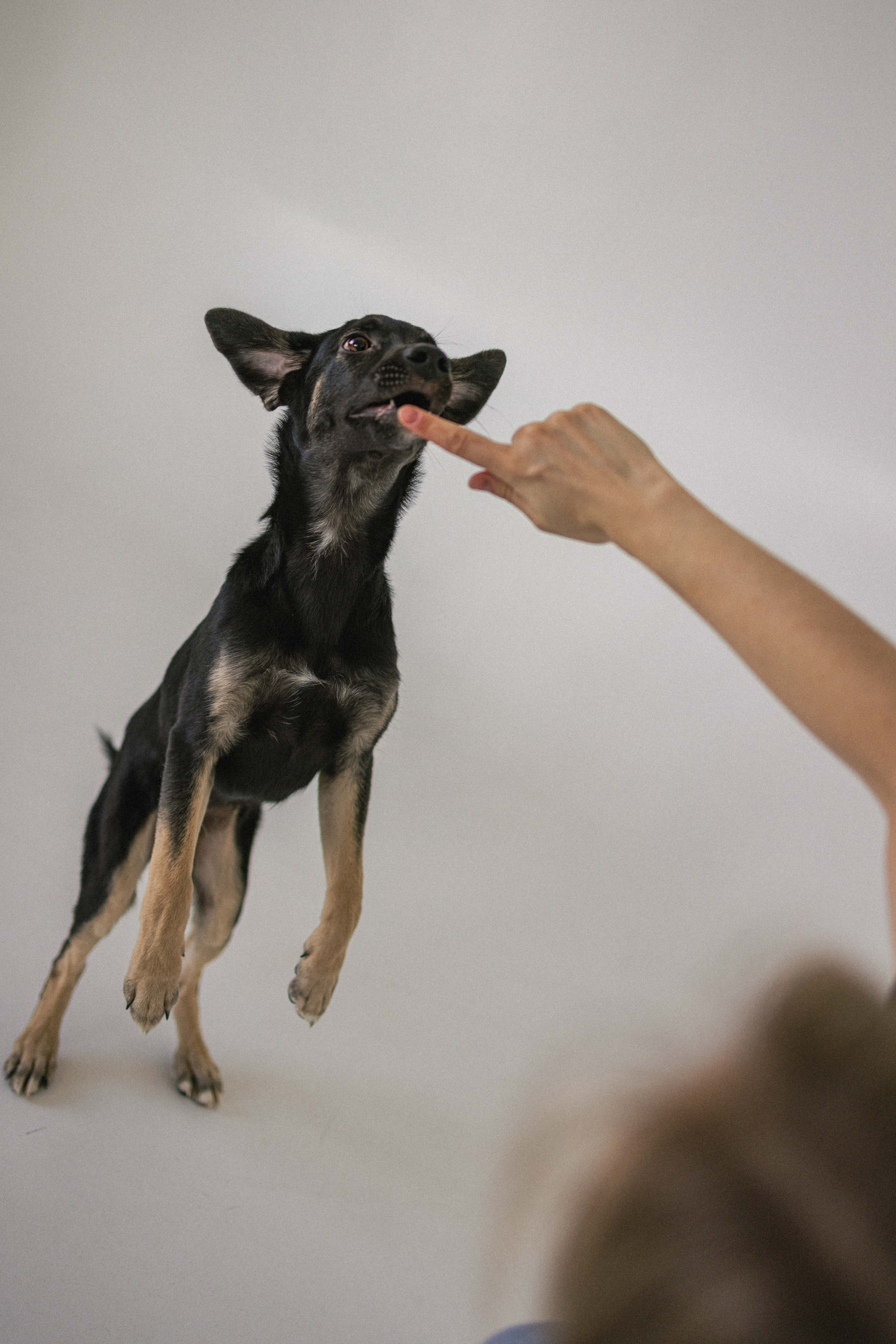 Крис и Тэдди. Фотограф-анималист в Москве Лера Черноног