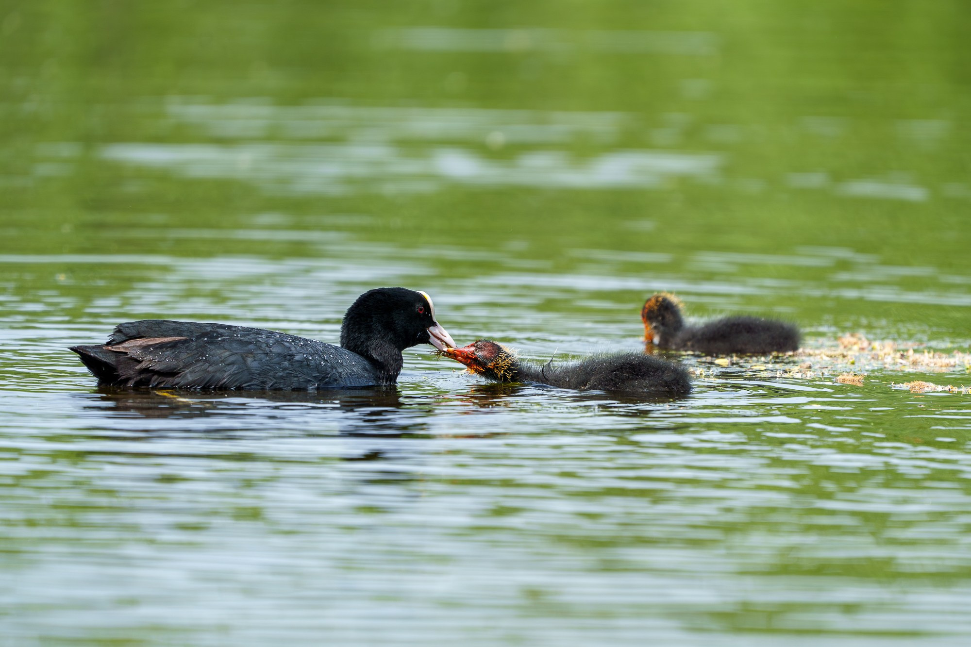 Удивительные мир птиц. Вокруг нас столько прекрасного — присмотритесь!. Ваш личный фотограф Марина Волкова