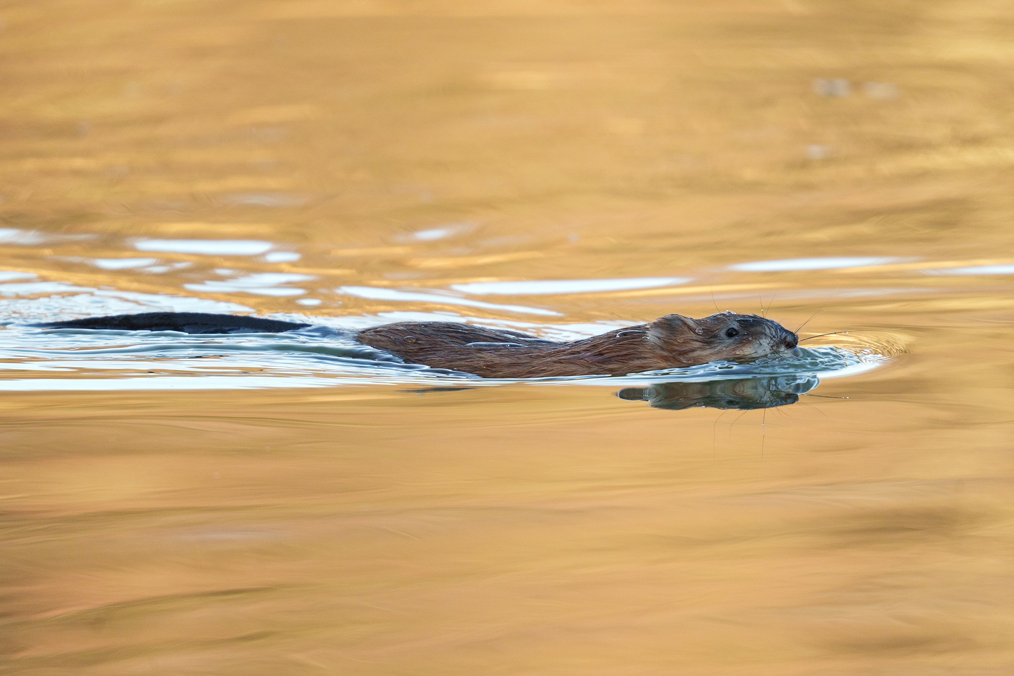 Животные. Ваш личный фотограф Марина Волкова