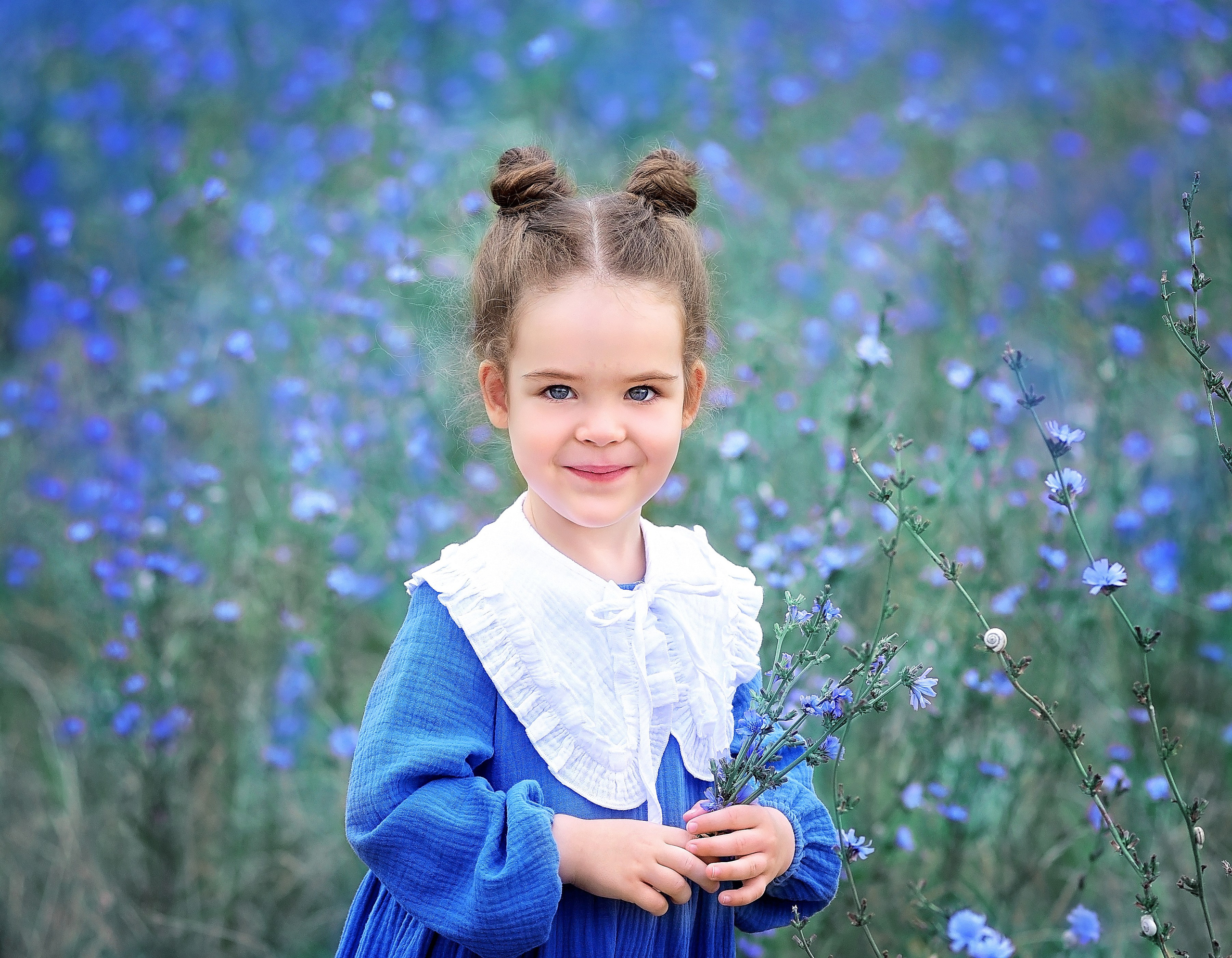 Цикорий. Главная