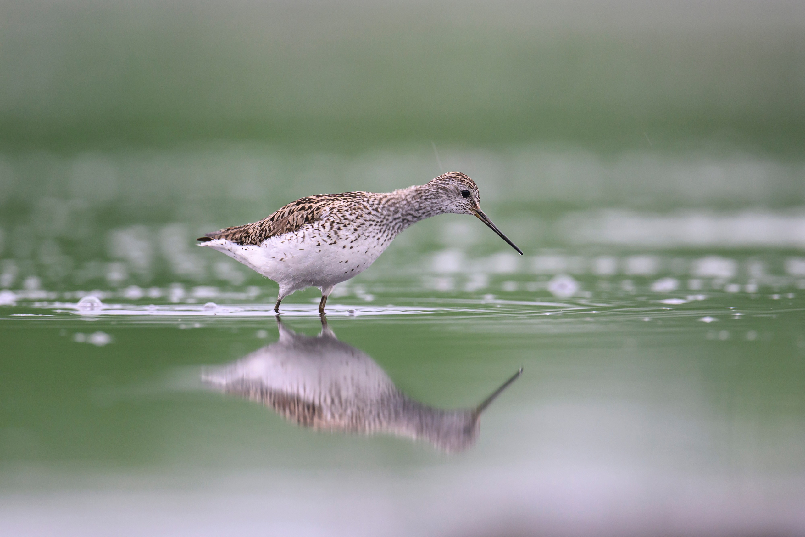 Кулики. Wildlife photography by Sergey Puponin