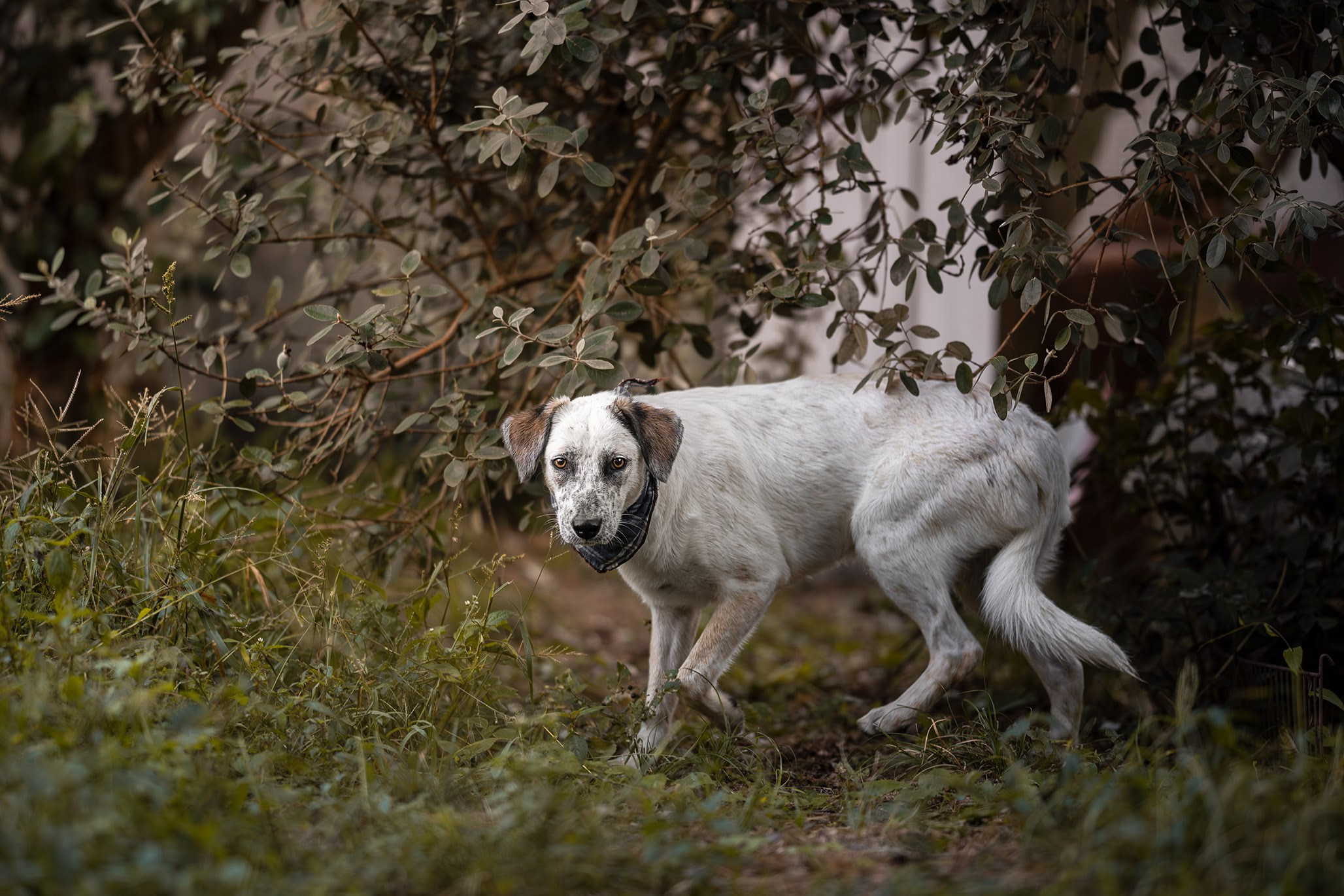 Кураторские питомцы из Веселого. Ирина Голомб|Фотограф-анималист в  Сочи и Калининграде