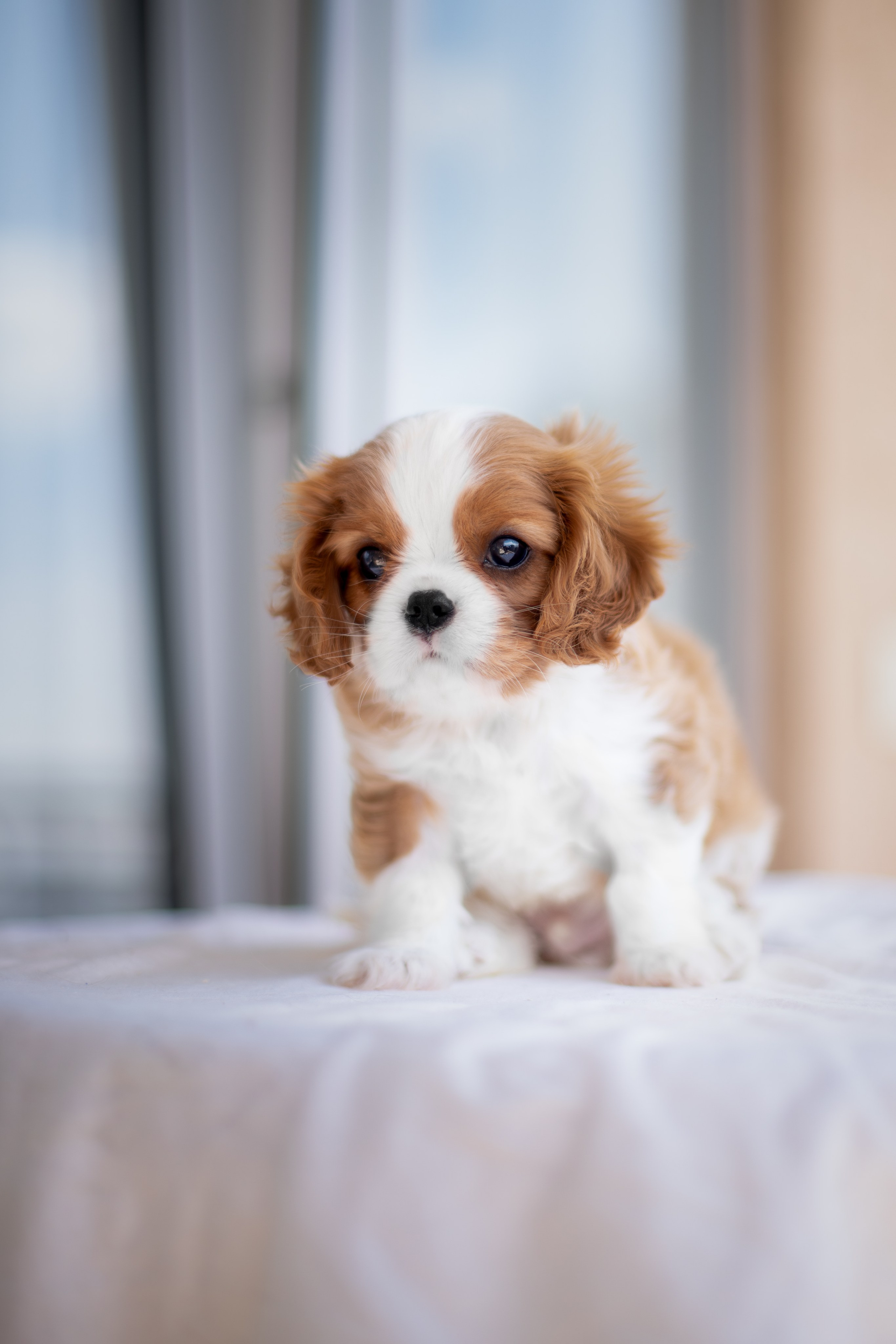 Малыши Кавалер Кинг Чарльз Спаниели. Ирина Голомб|Фотограф-анималист в  Сочи и Калининграде